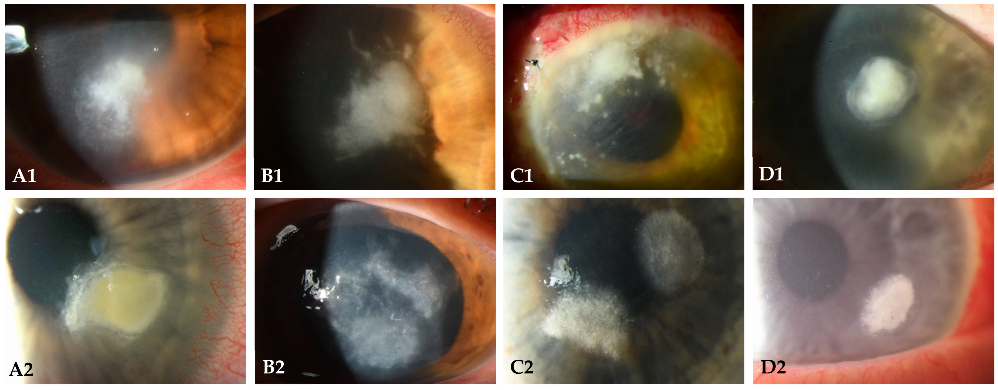 Microorganisms 12 01637 g001