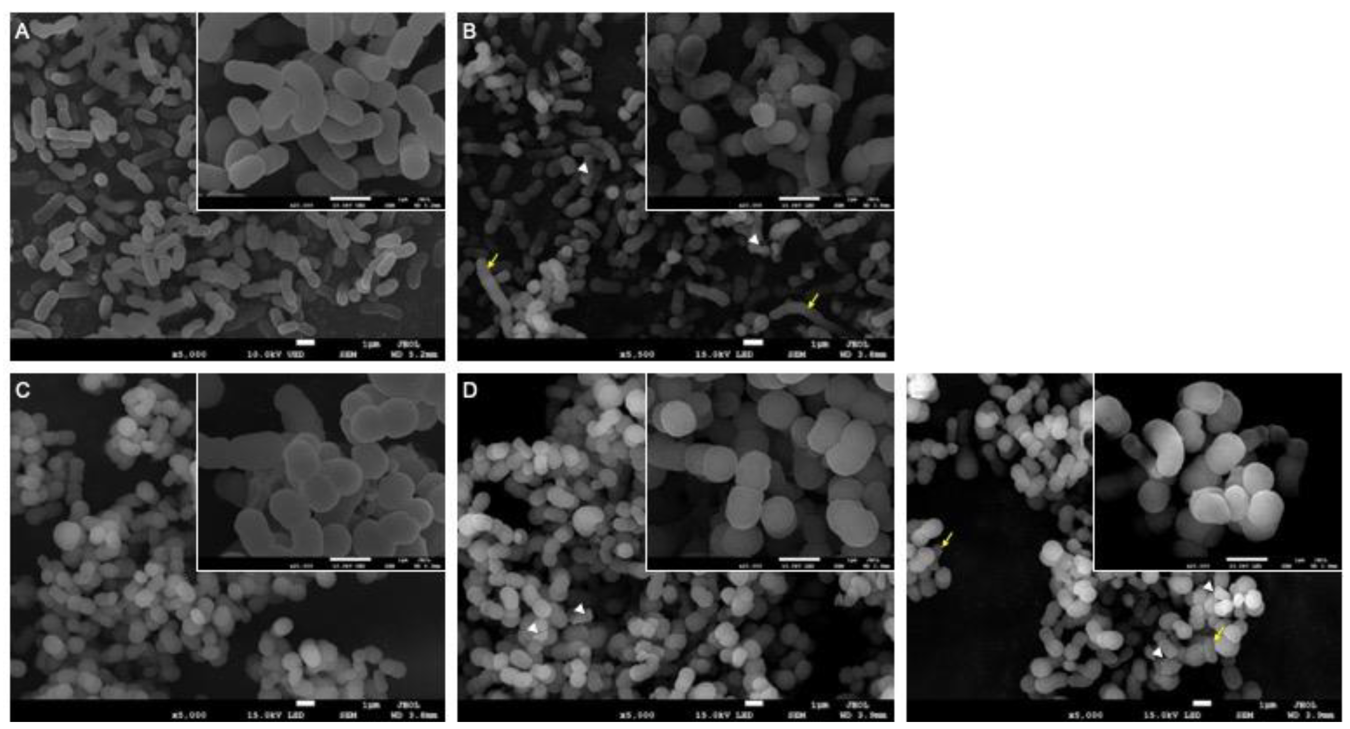 Microorganisms 12 01644 g001