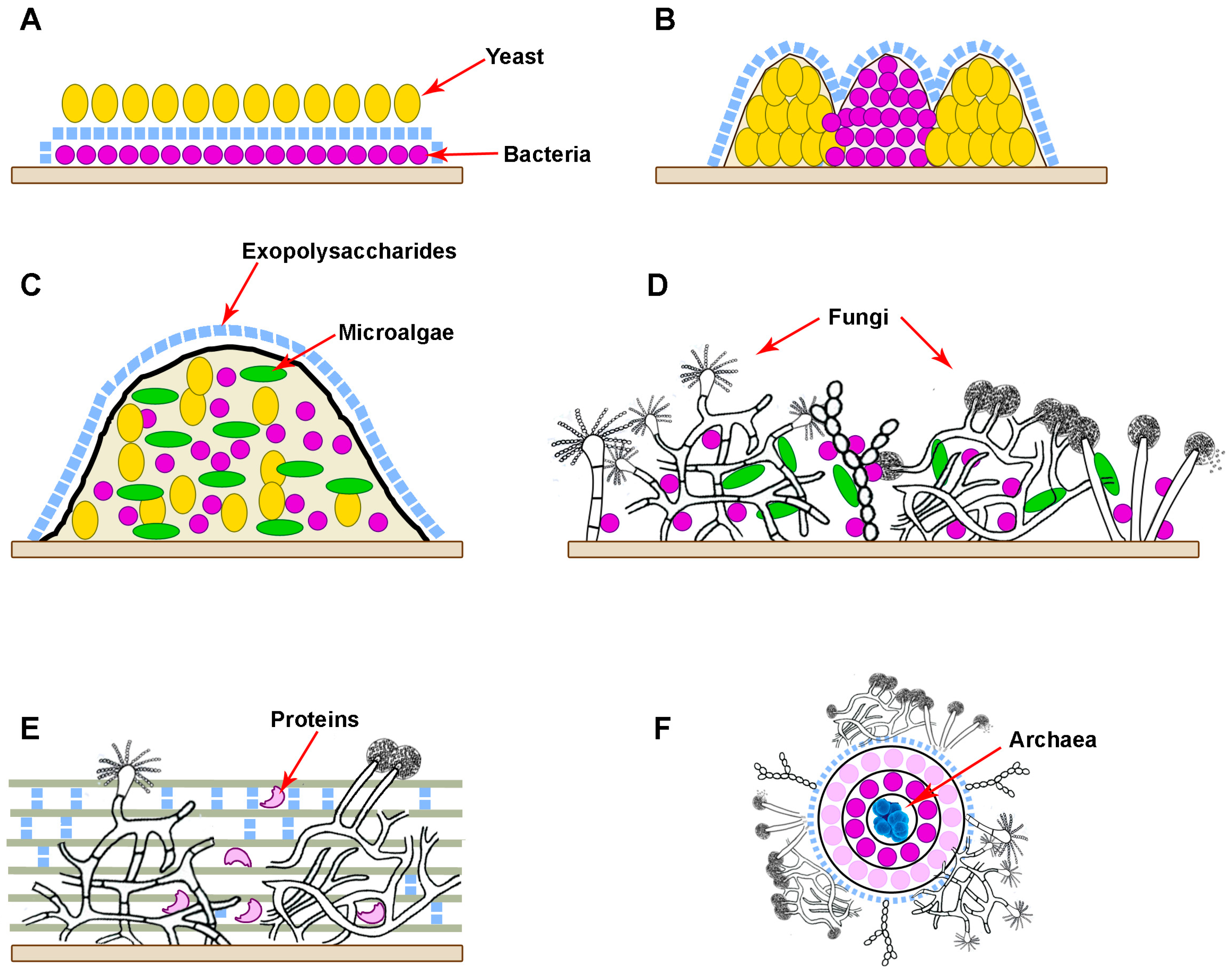 Microorganisms 12 01650 g001 Microorganisms 12 01650 g001