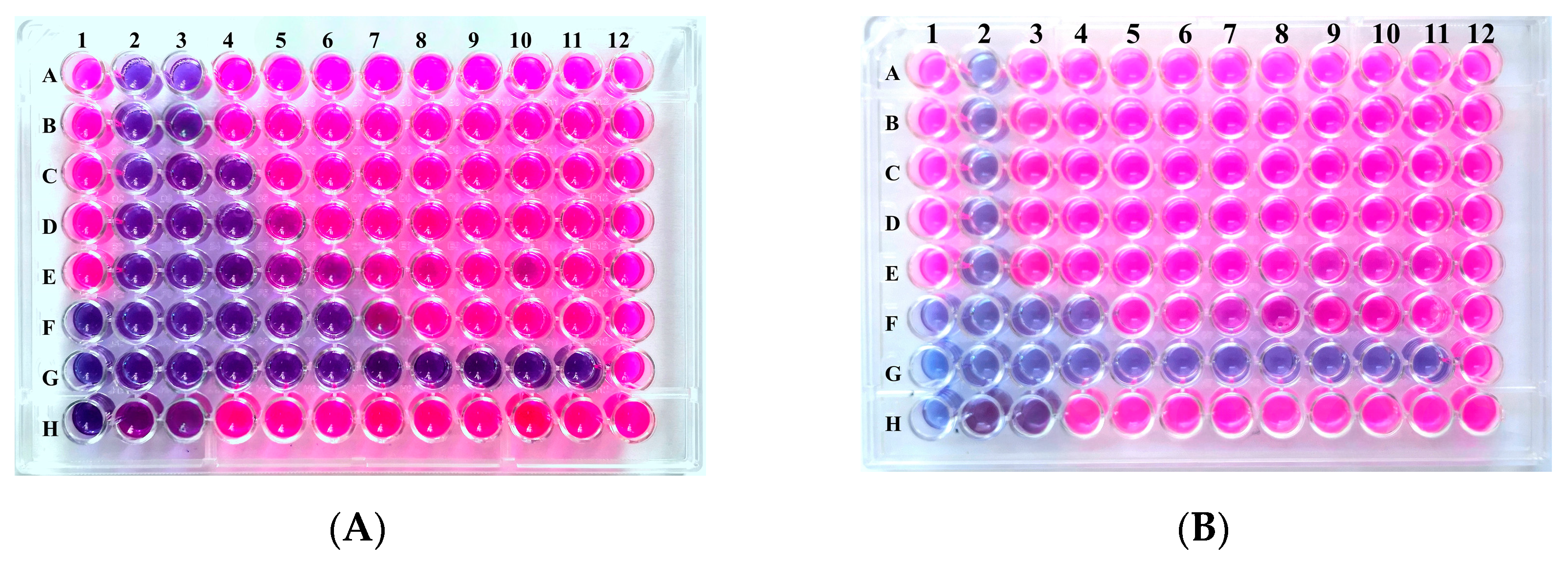 Microorganisms 12 01651 g001