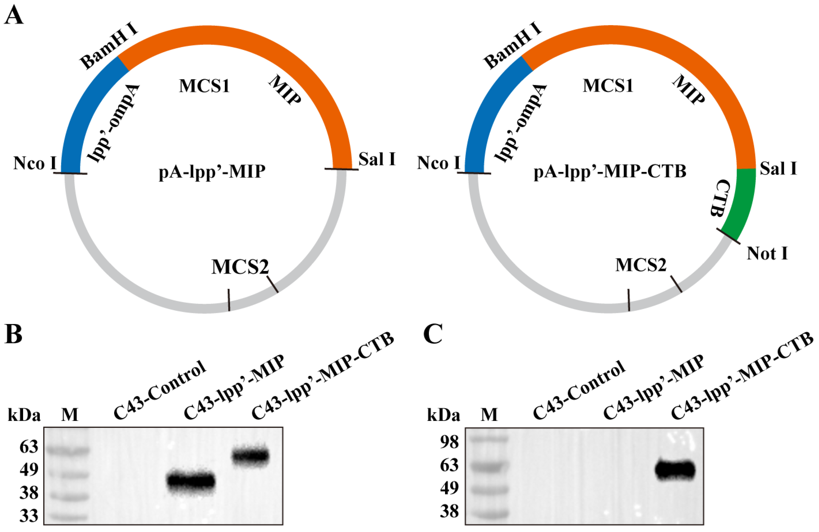 Microorganisms 12 01656 g001