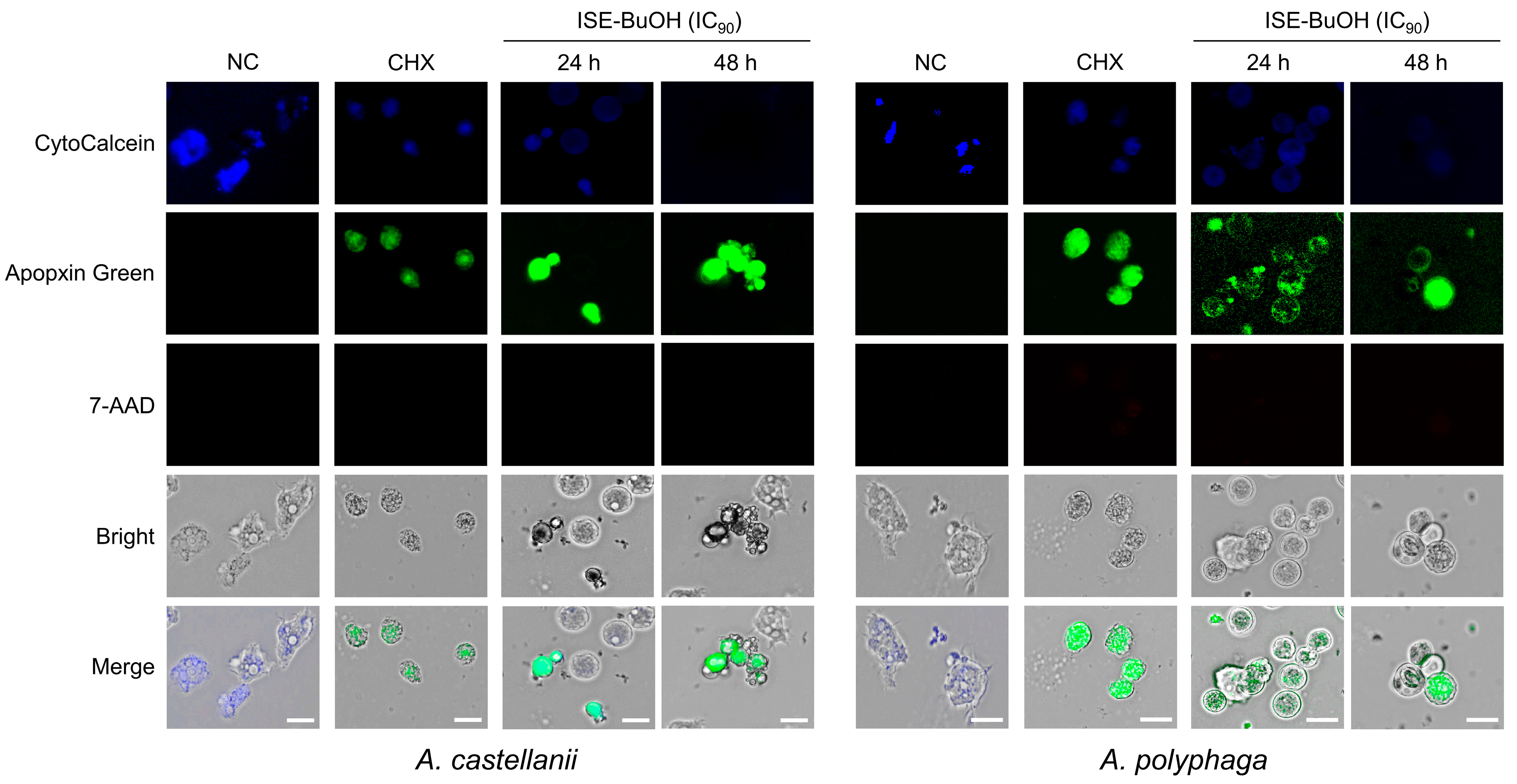 Microorganisms 12 01658 g004