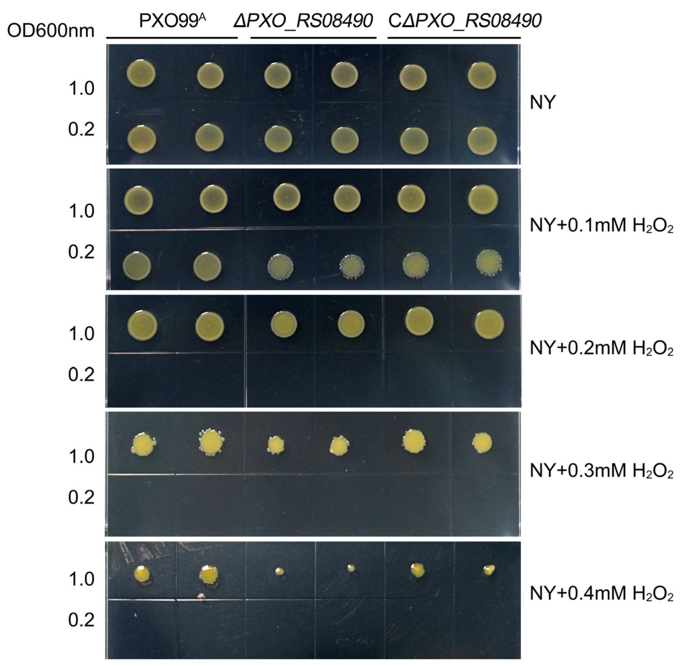 Microorganisms 12 01684 g009