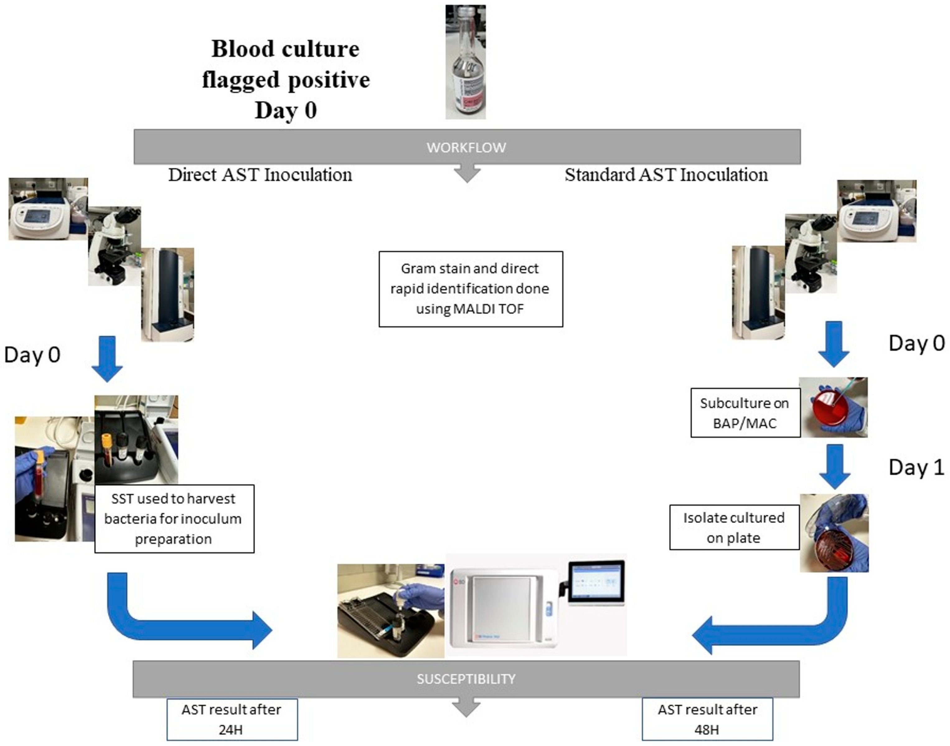 Microorganisms 12 01704 g001