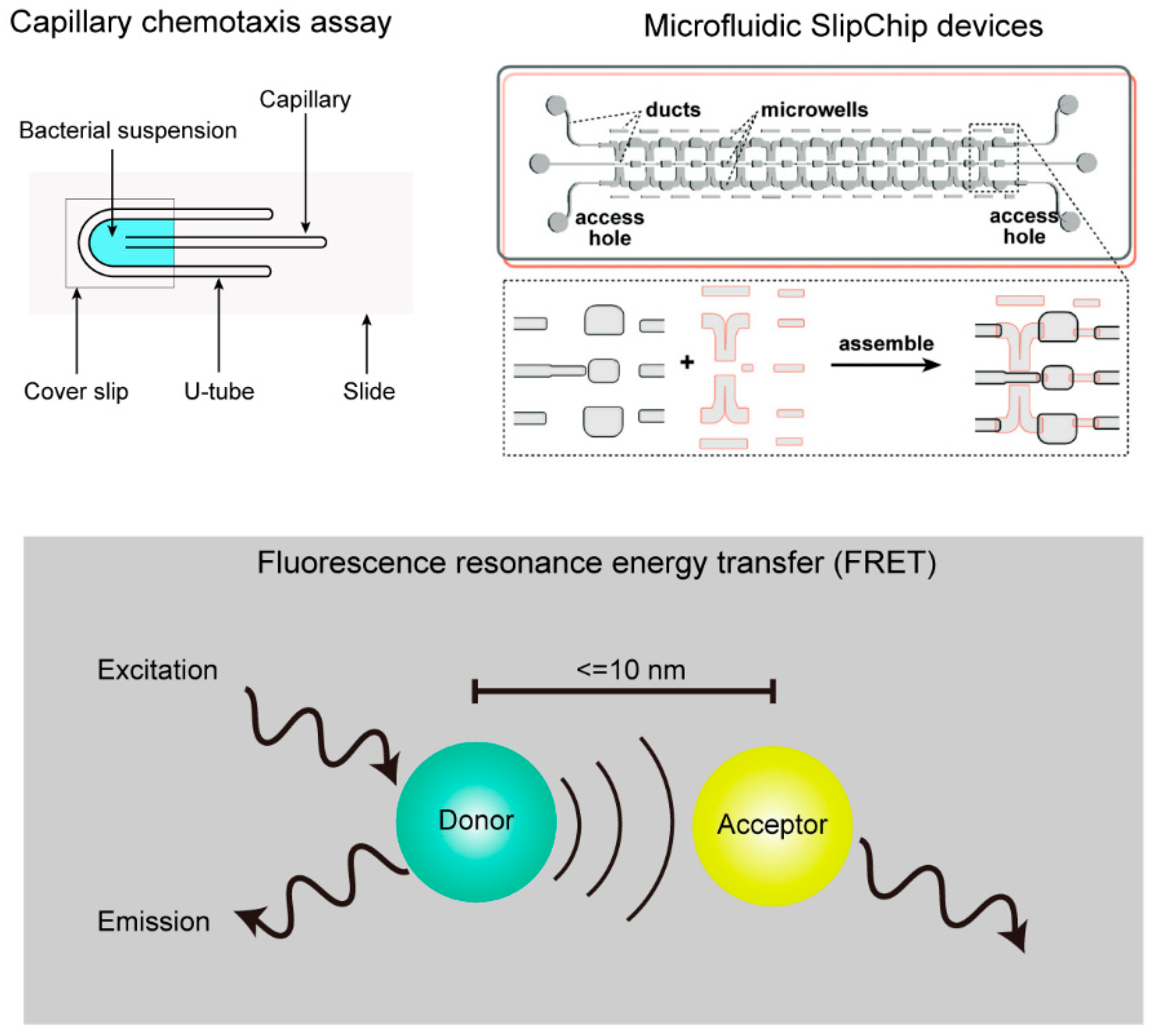 Microorganisms 12 01706 g001