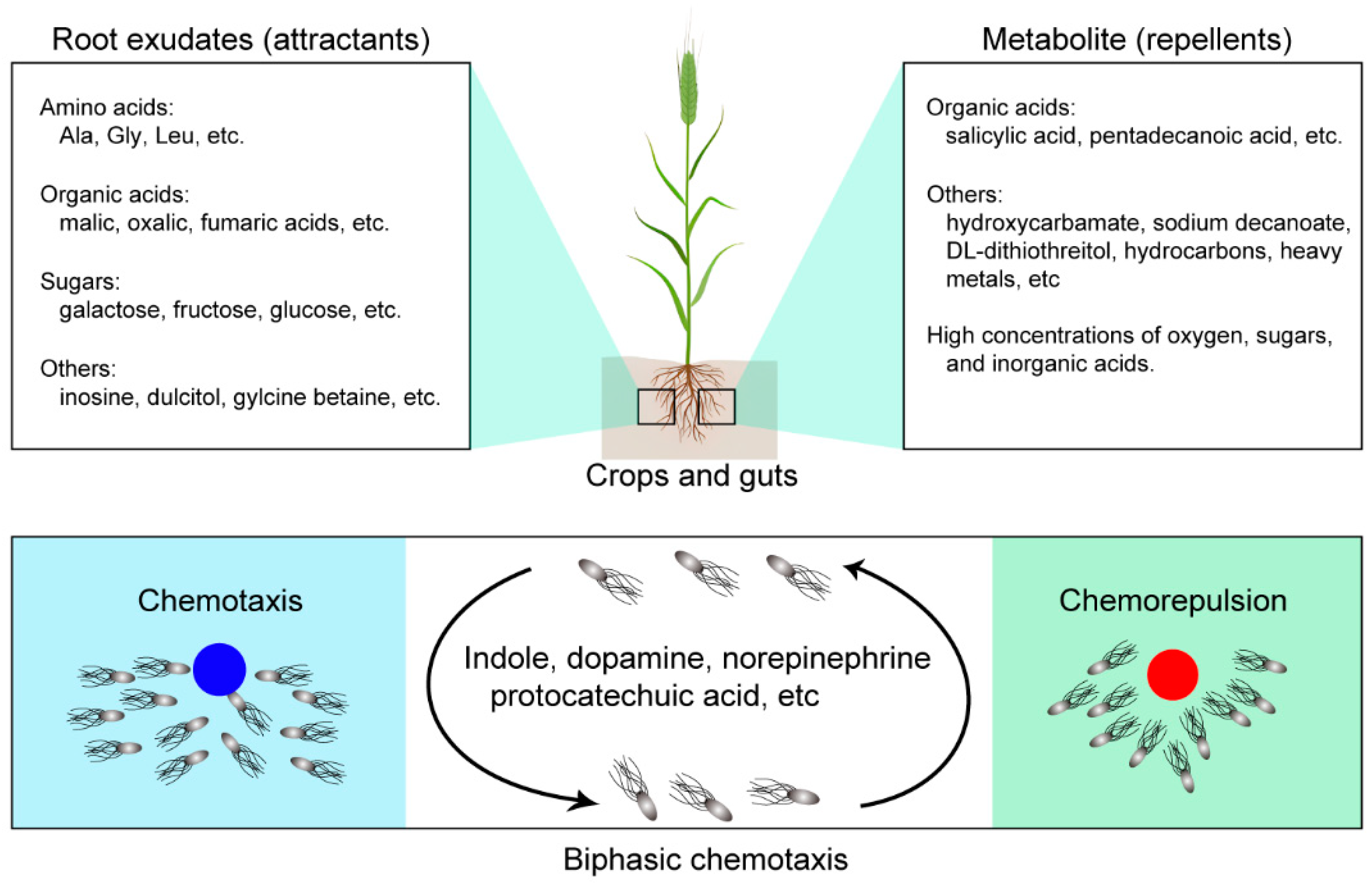 Microorganisms 12 01706 g003