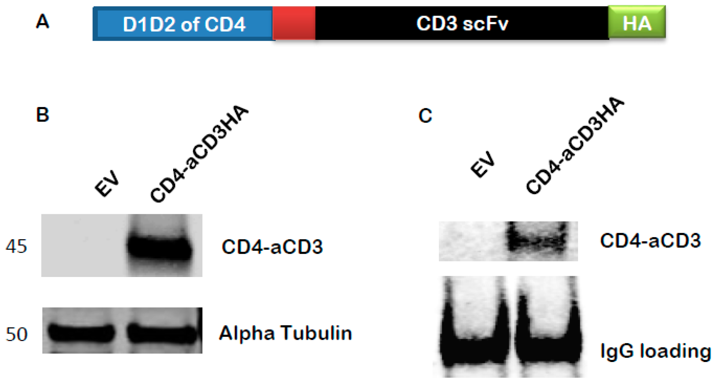 Microorganisms 12 01707 g003 Microorganisms 12 01707 g003