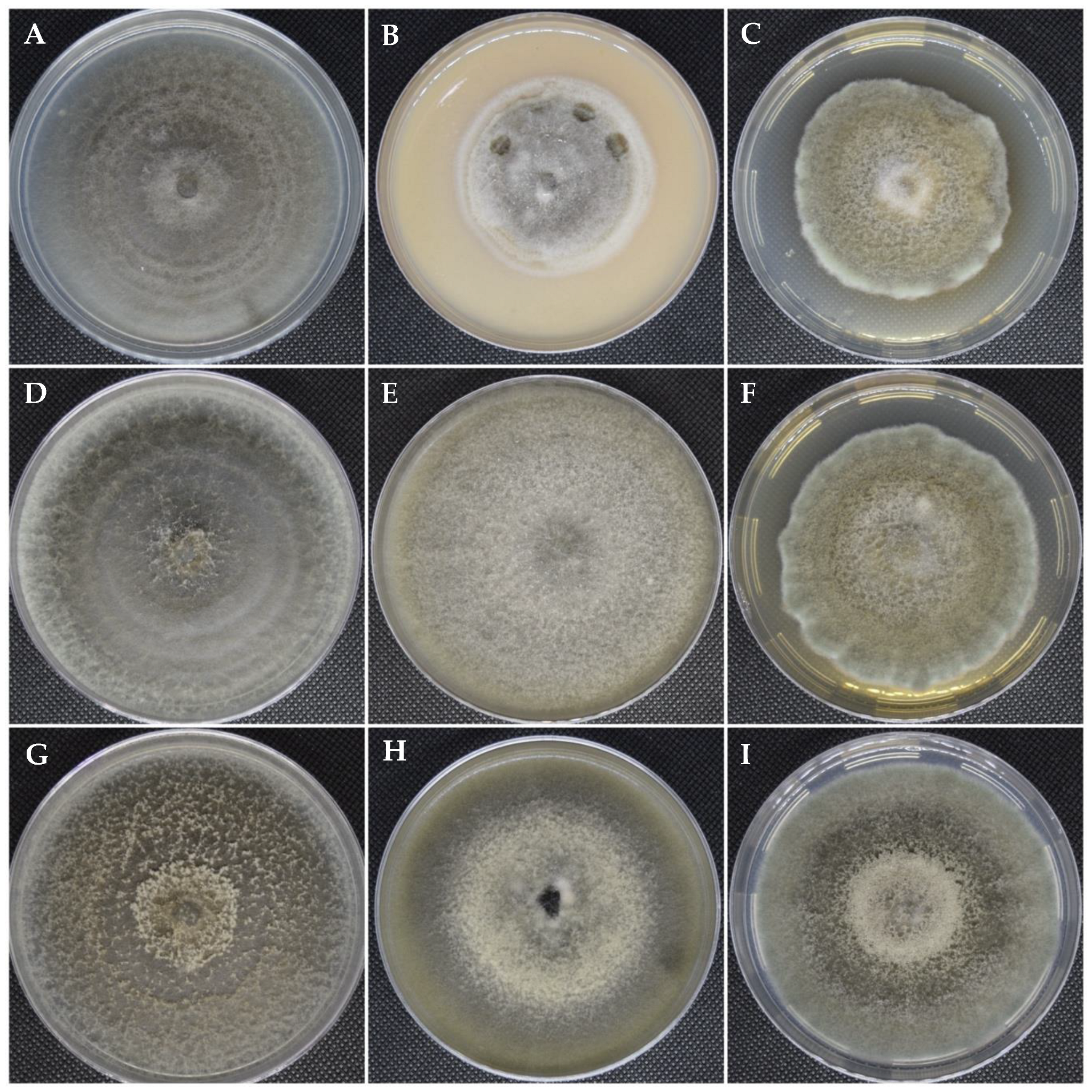 Microorganisms 12 01714 g001