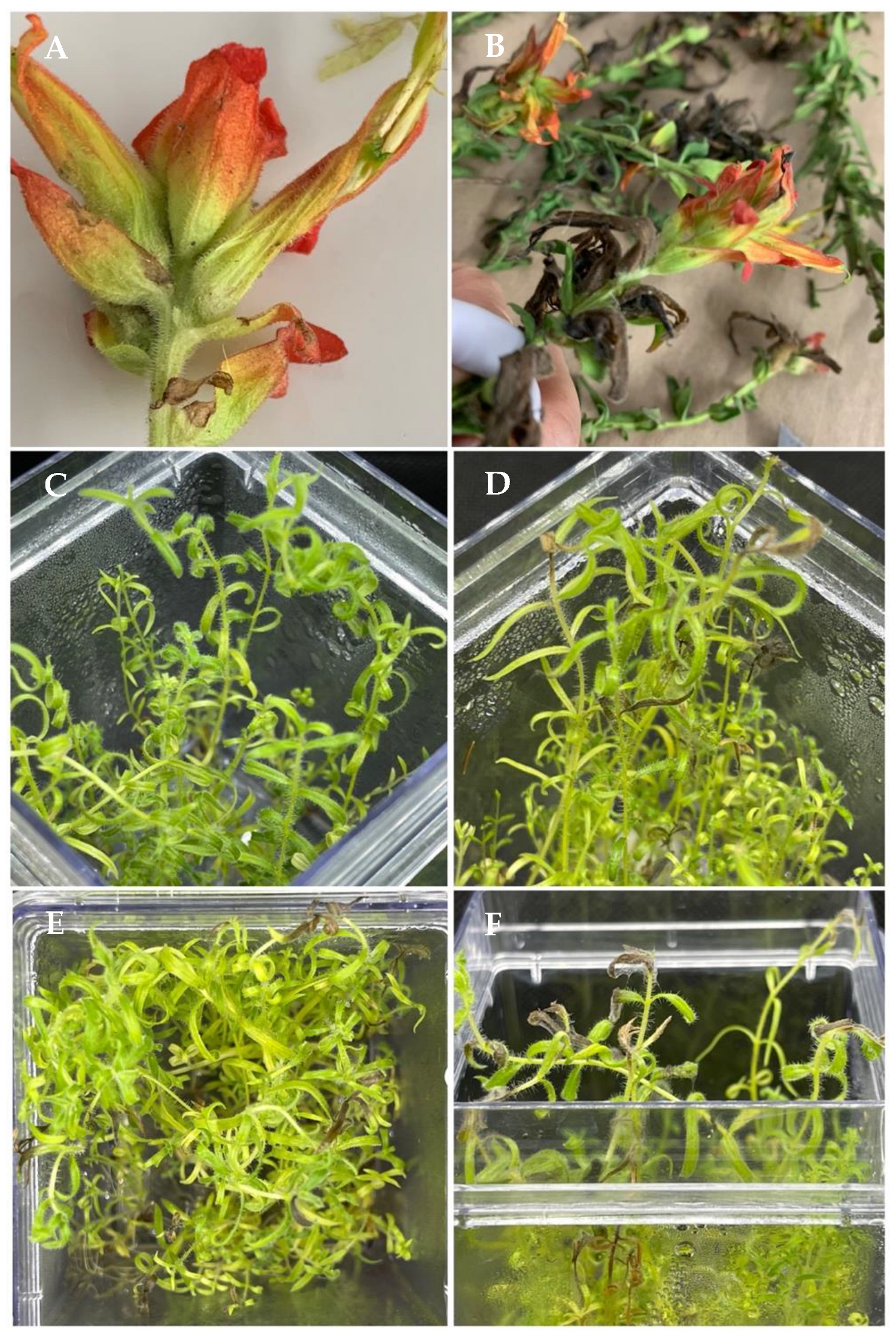 Microorganisms 12 01714 g003