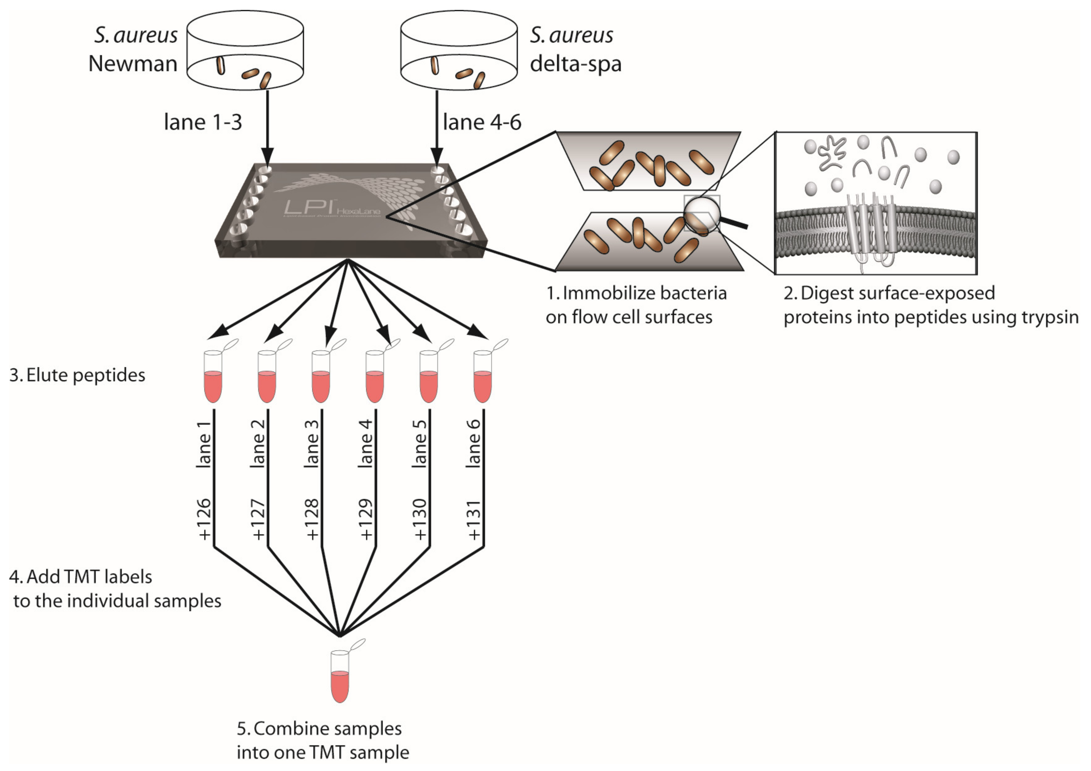 Microorganisms 12 01725 g001 Microorganisms 12 01725 g001