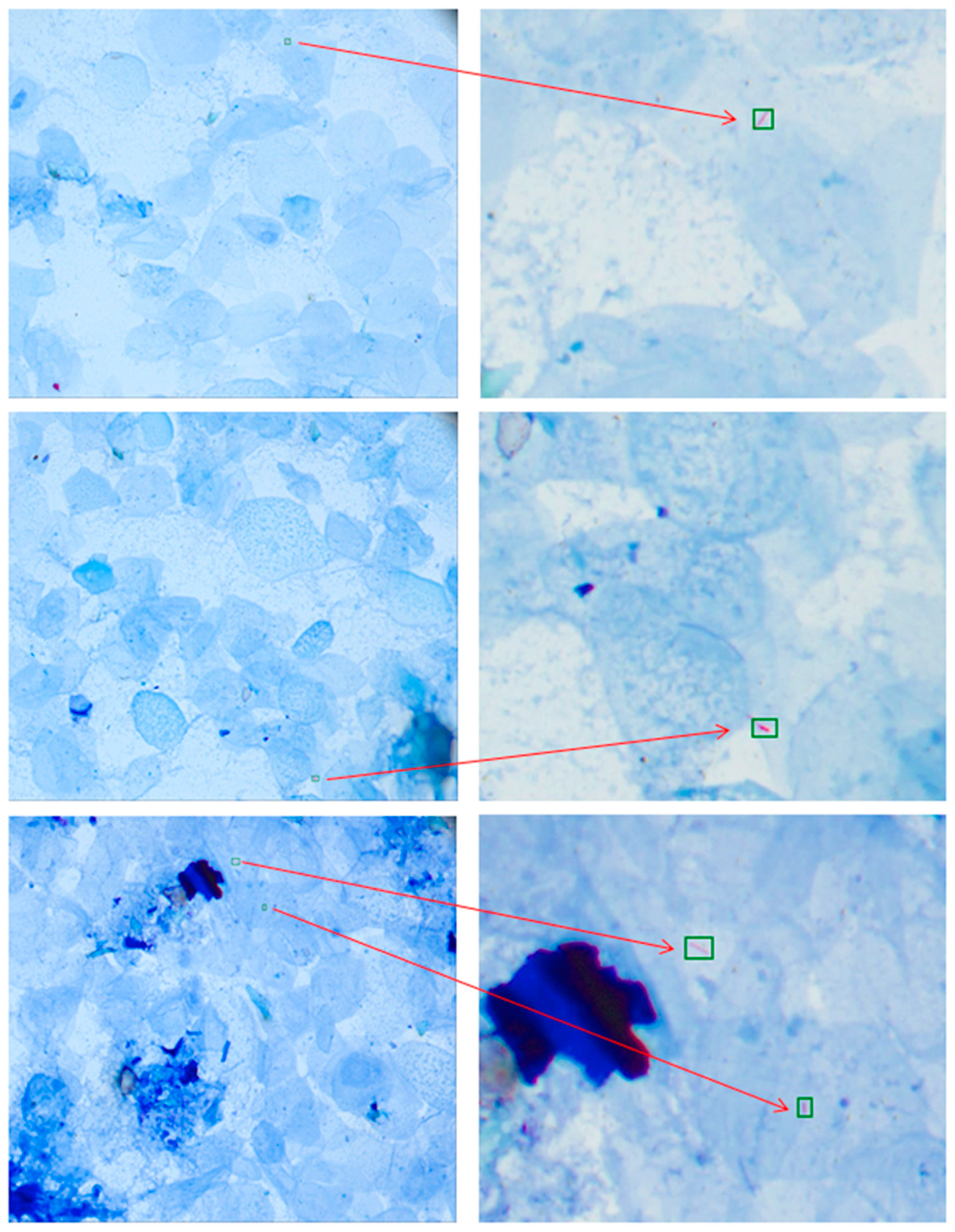 Microorganisms 12 01734 g002