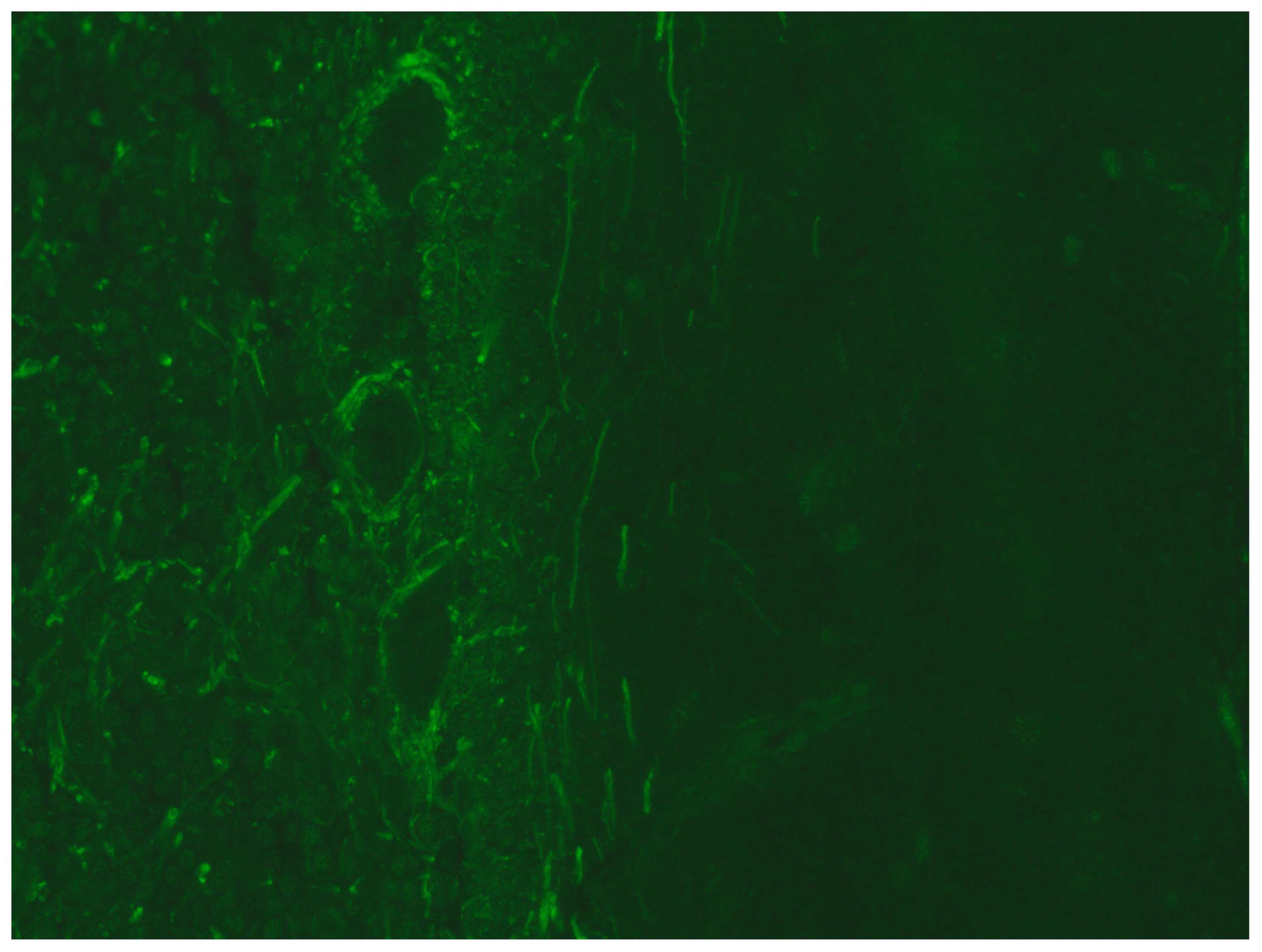 Microorganisms 12 01758 g002