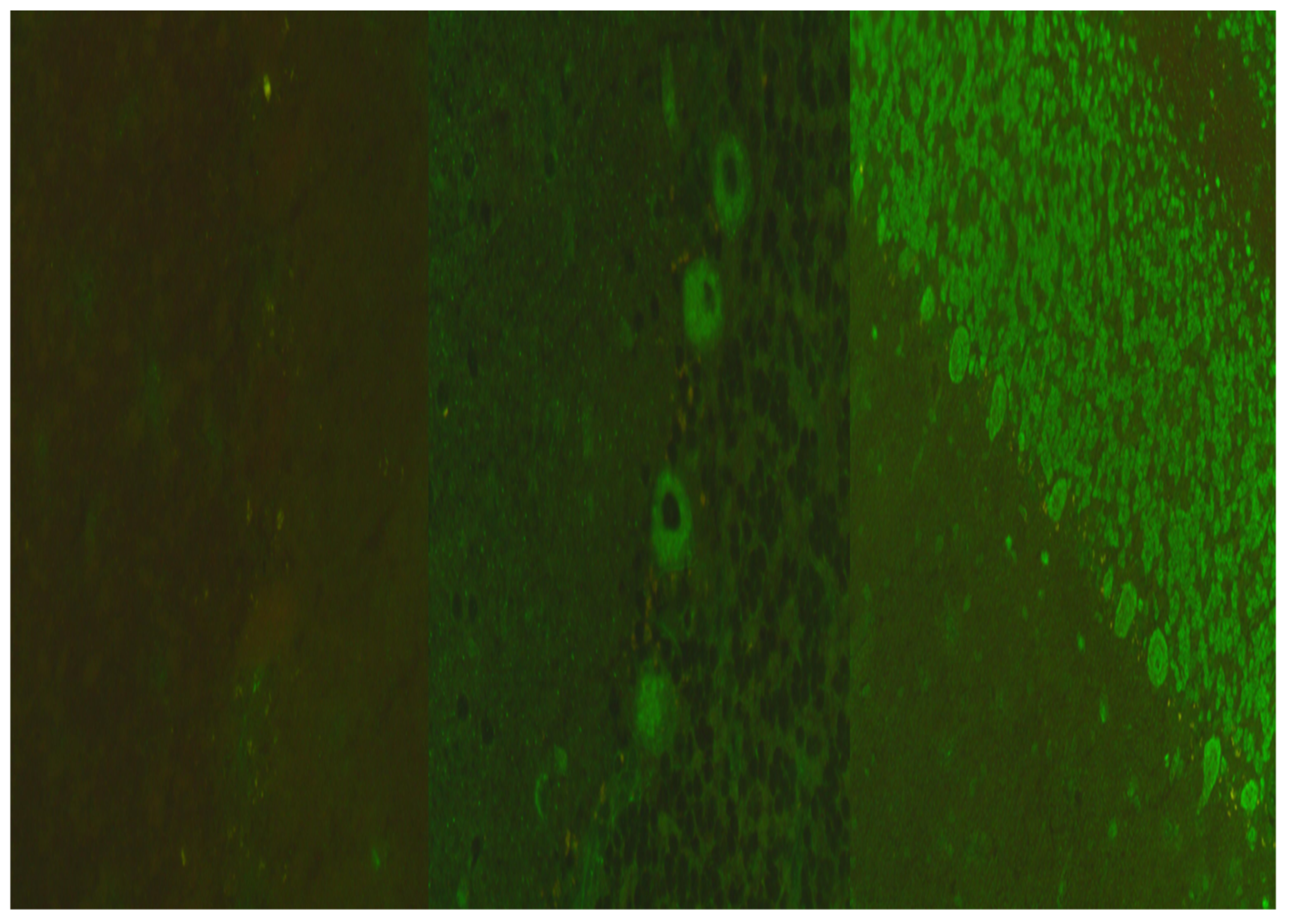 Microorganisms 12 01758 g003