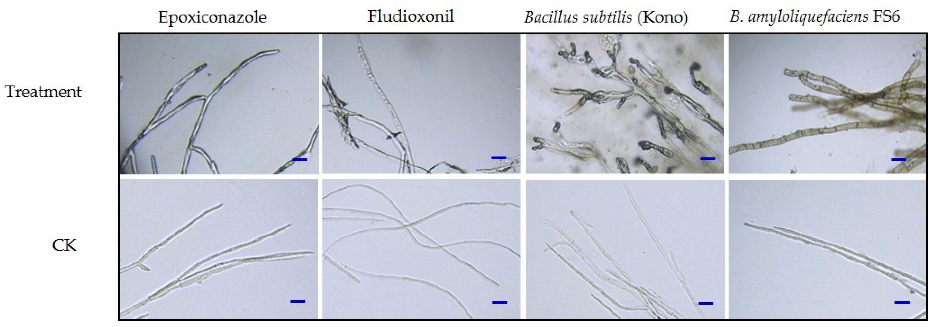 Microorganisms 12 01761 g004