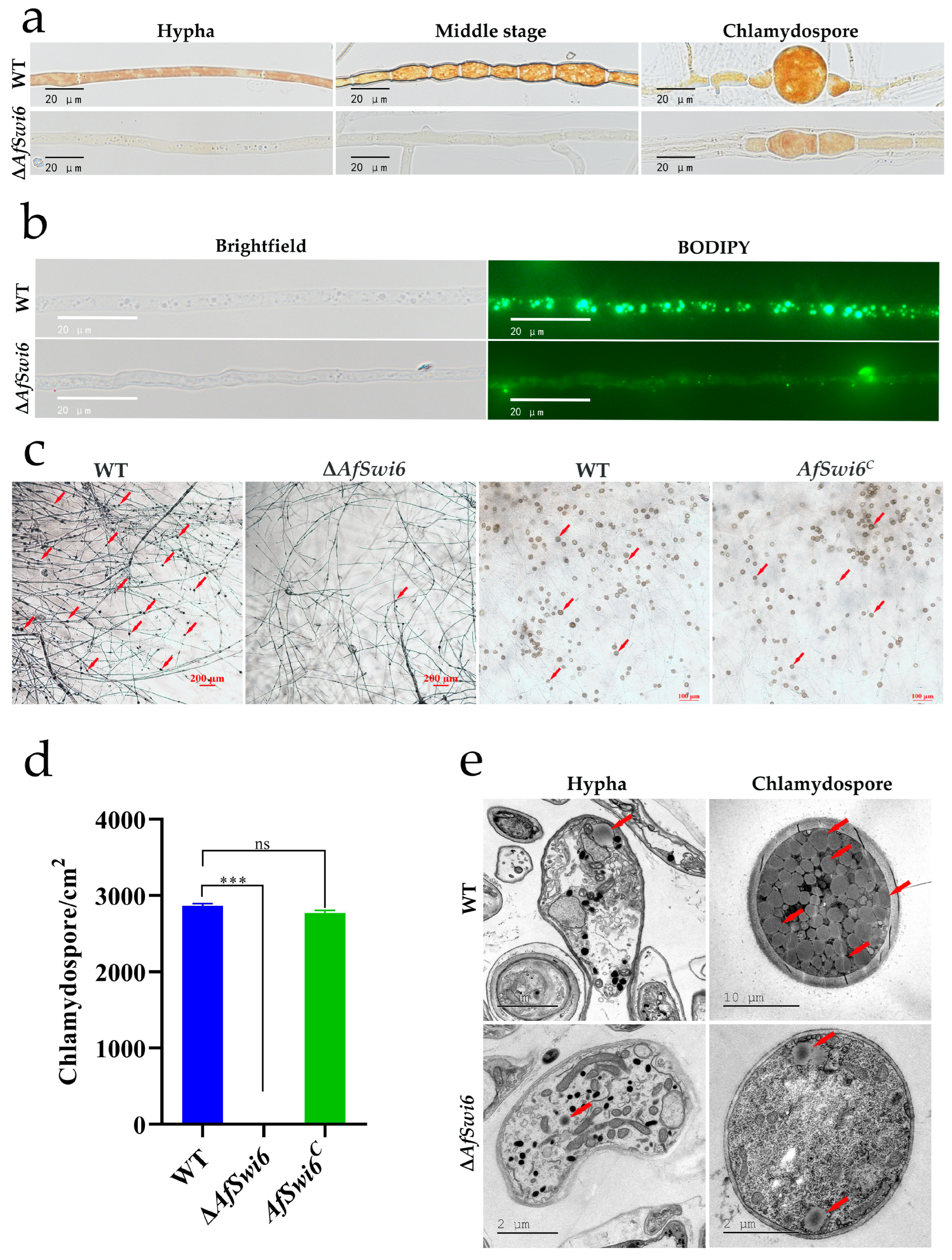 Microorganisms 12 01765 g004