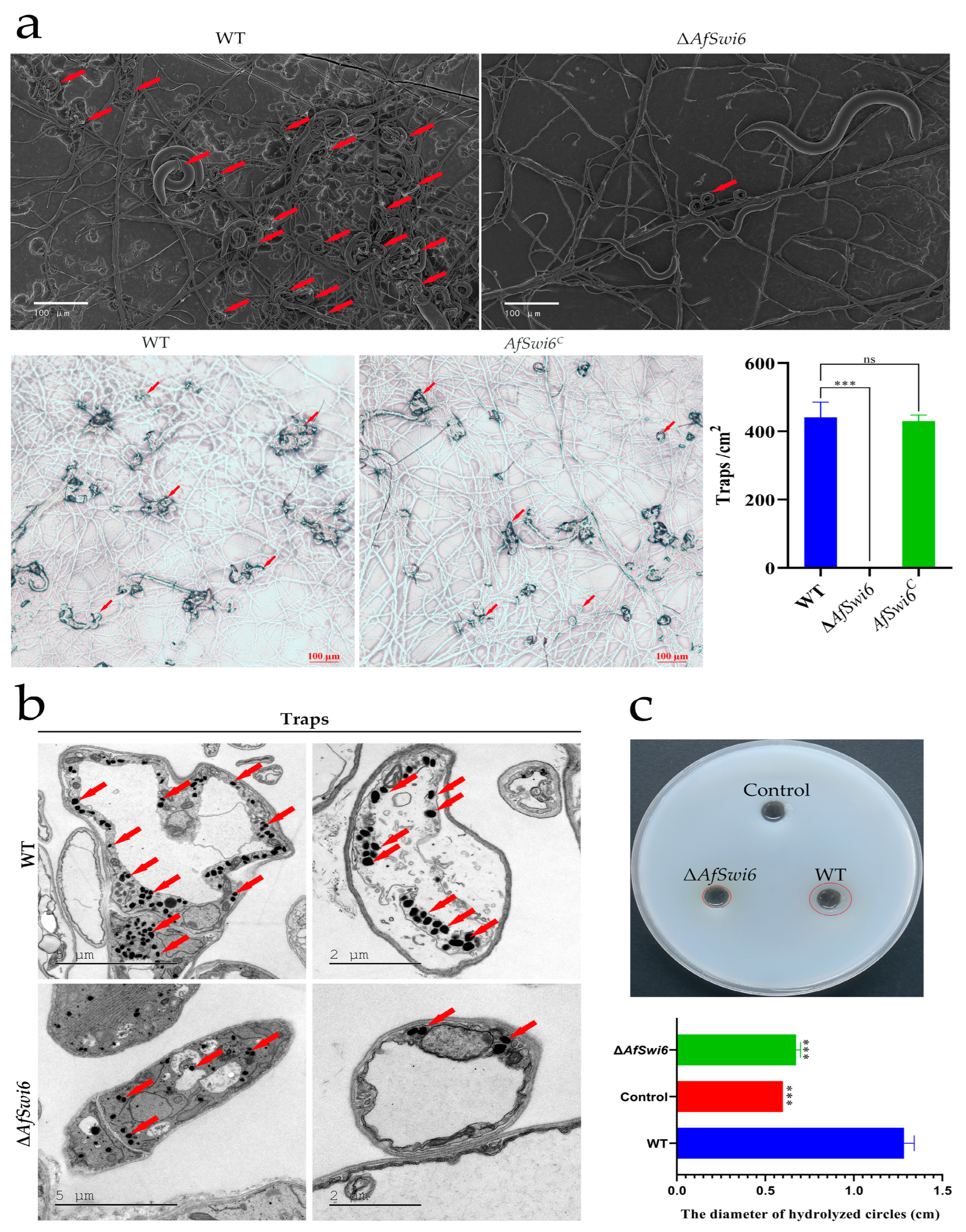 Microorganisms 12 01765 g005