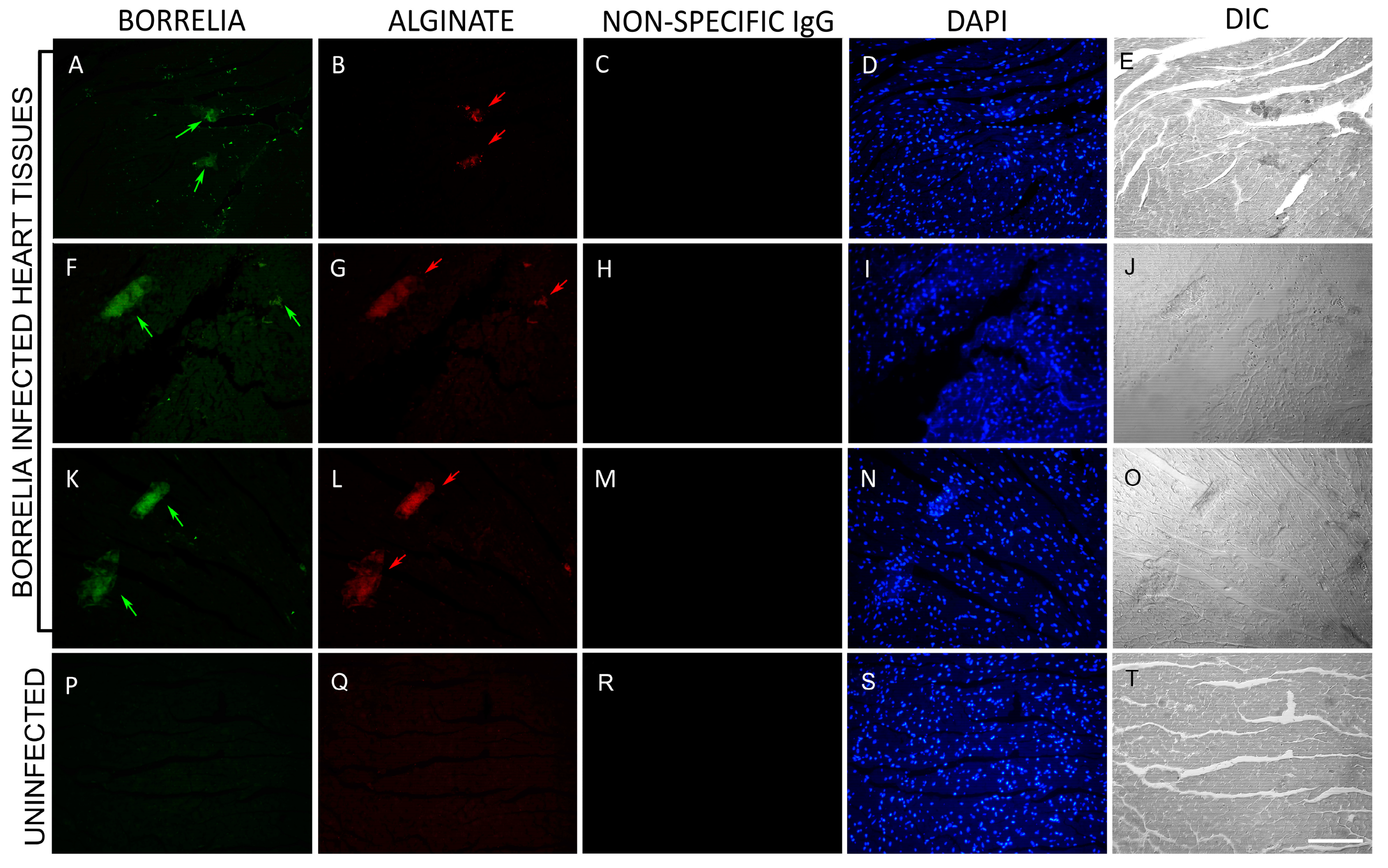 Microorganisms 12 01766 g002