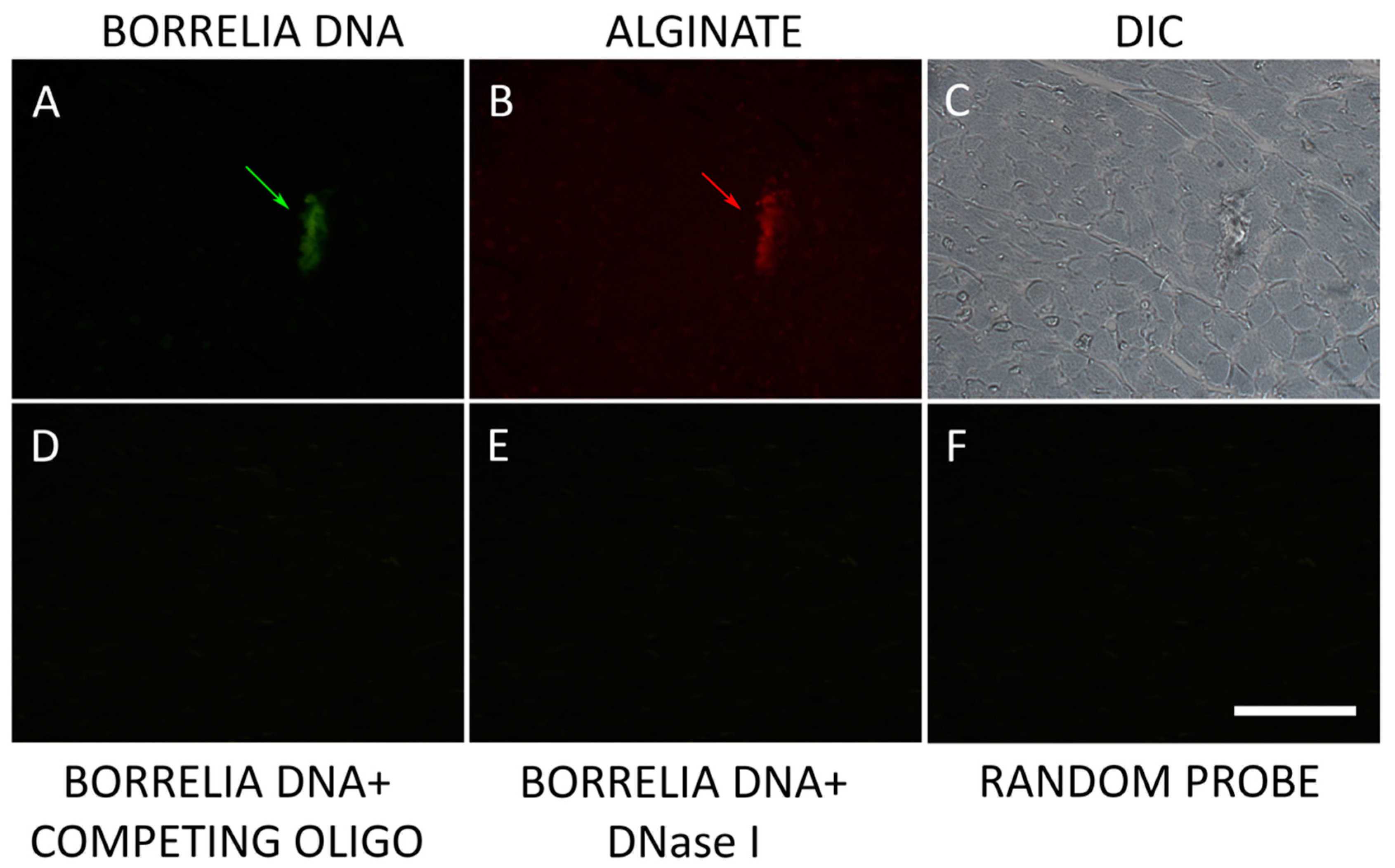 Microorganisms 12 01766 g003