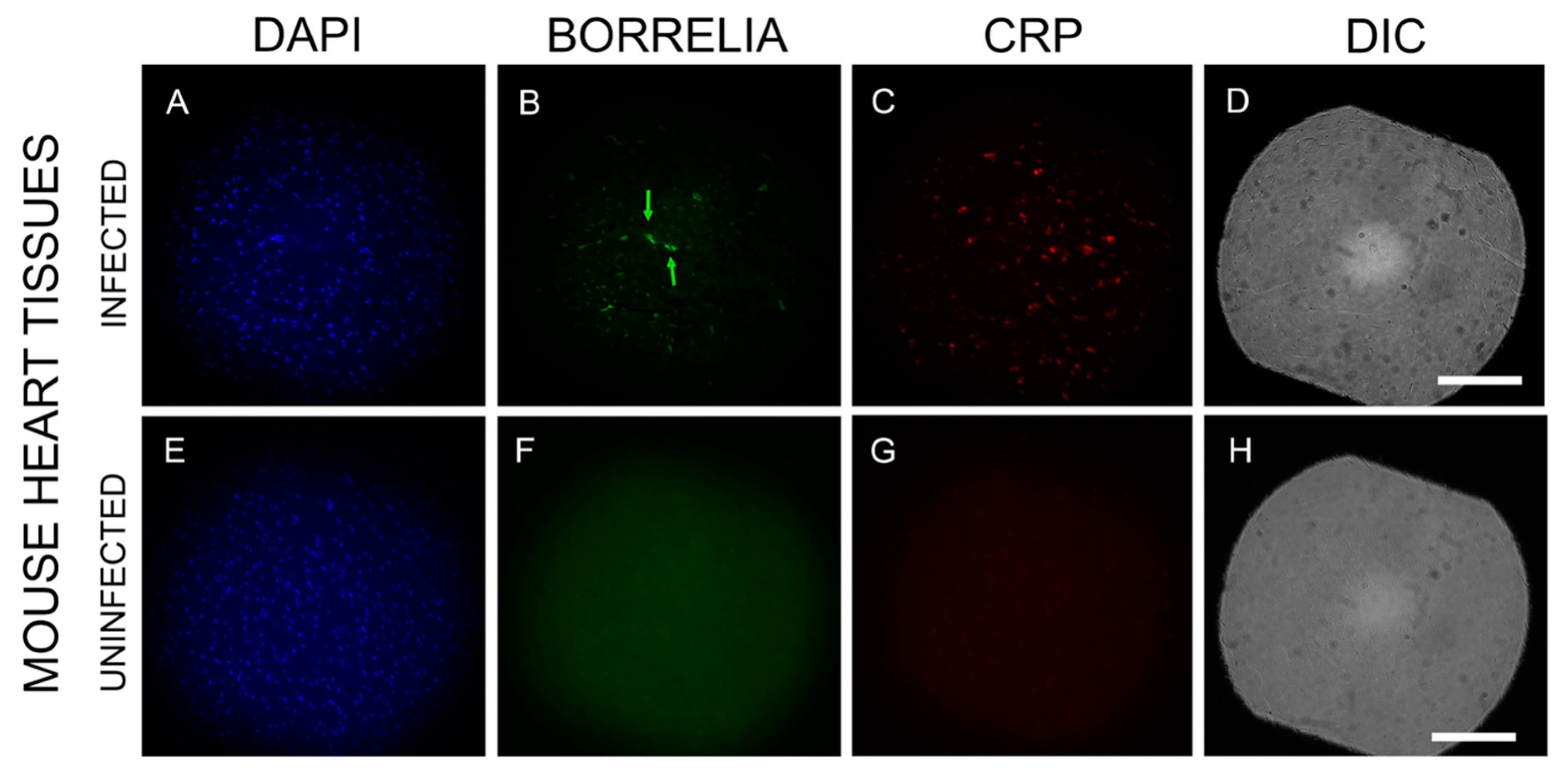 Microorganisms 12 01766 g006