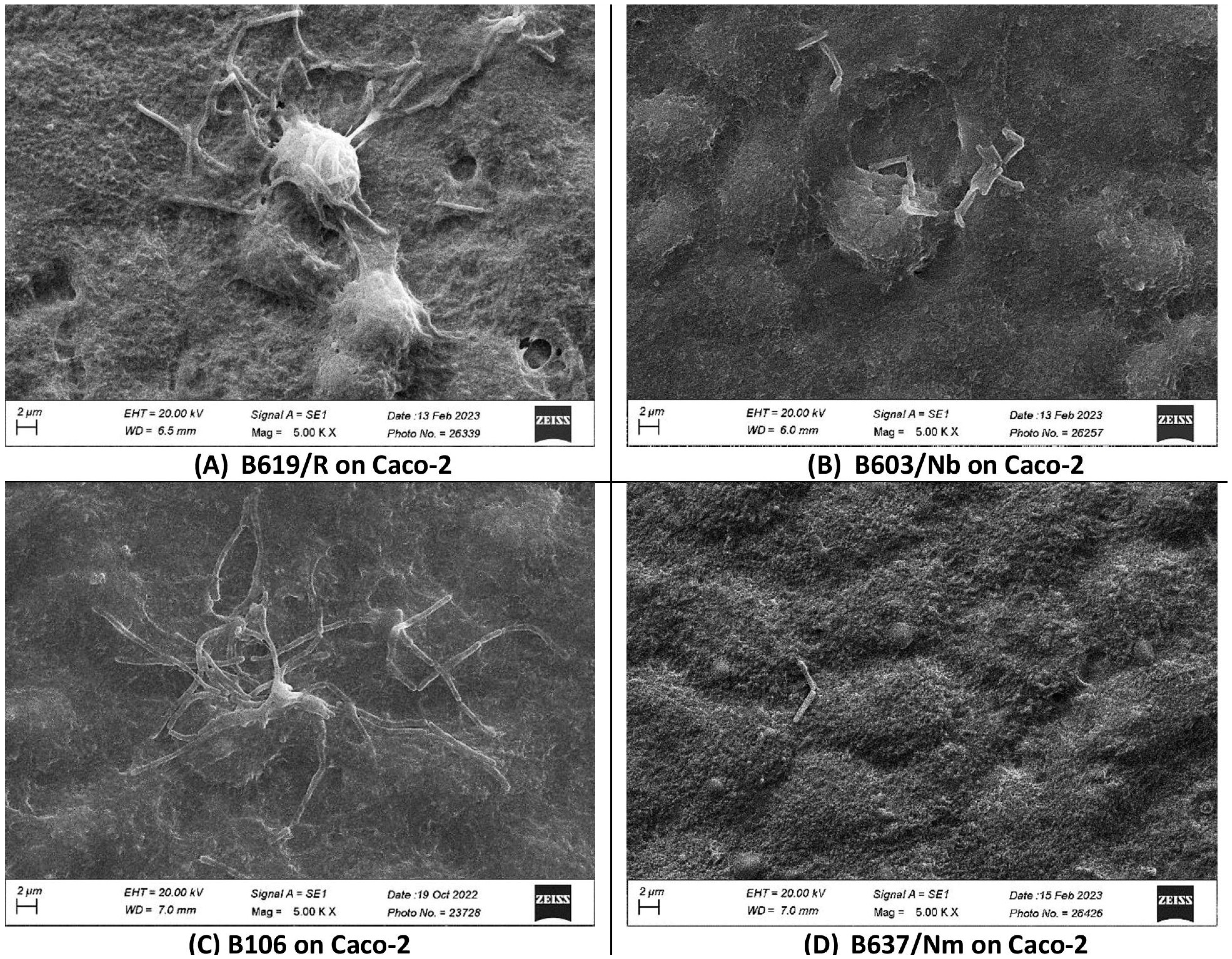 Microorganisms 12 01771 g002