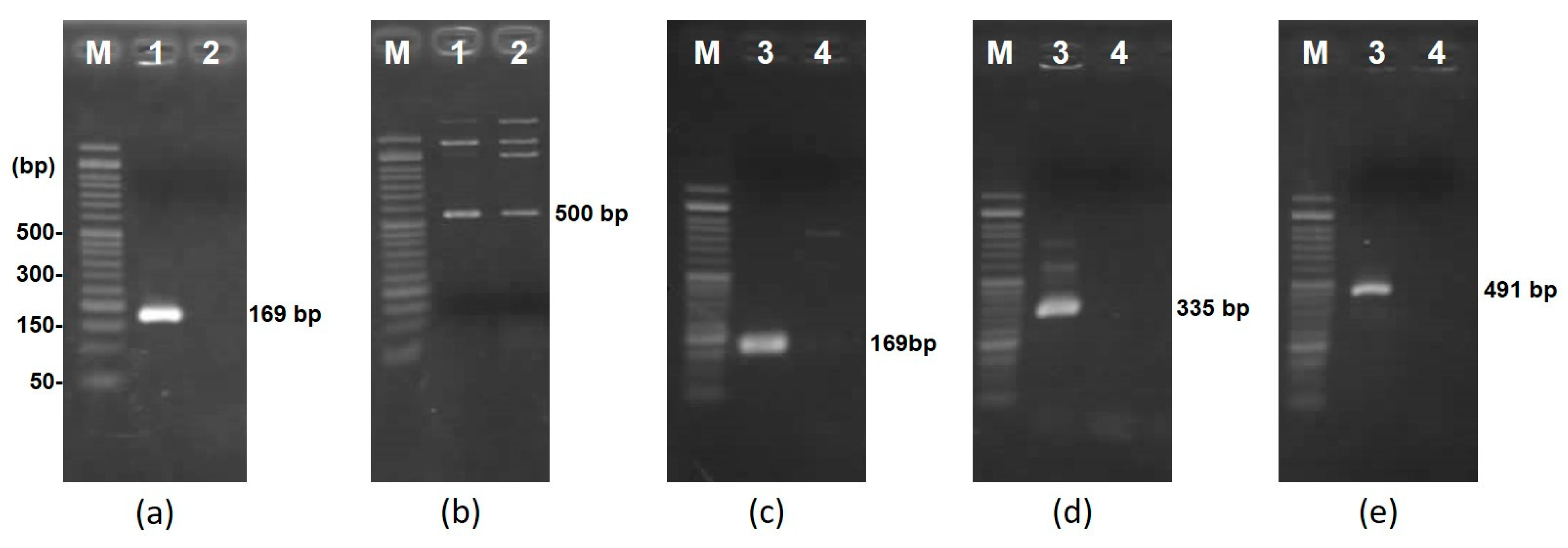 Microorganisms 12 01781 g004 Microorganisms 12 01781 g004