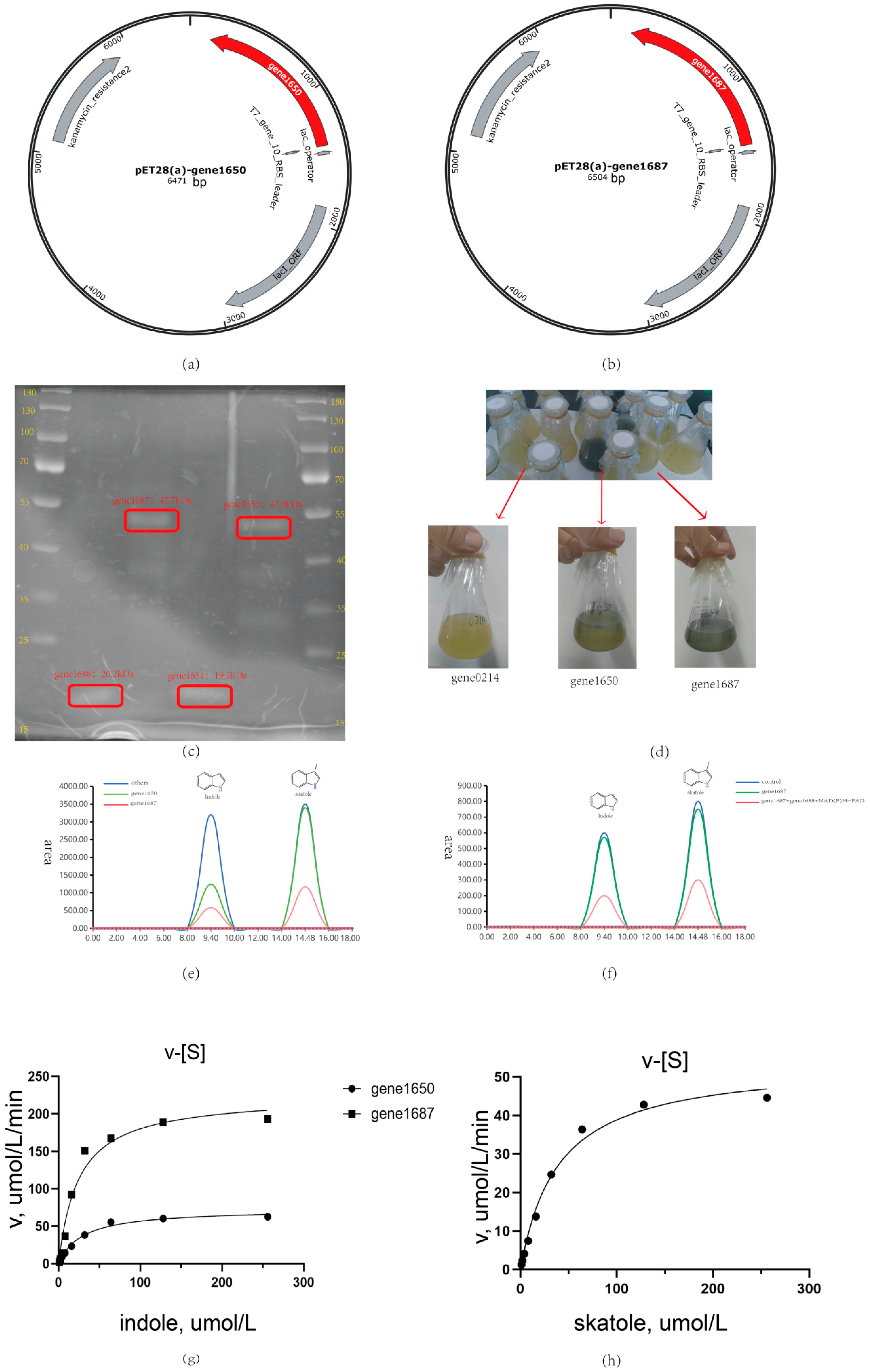 Microorganisms 12 01792 g005