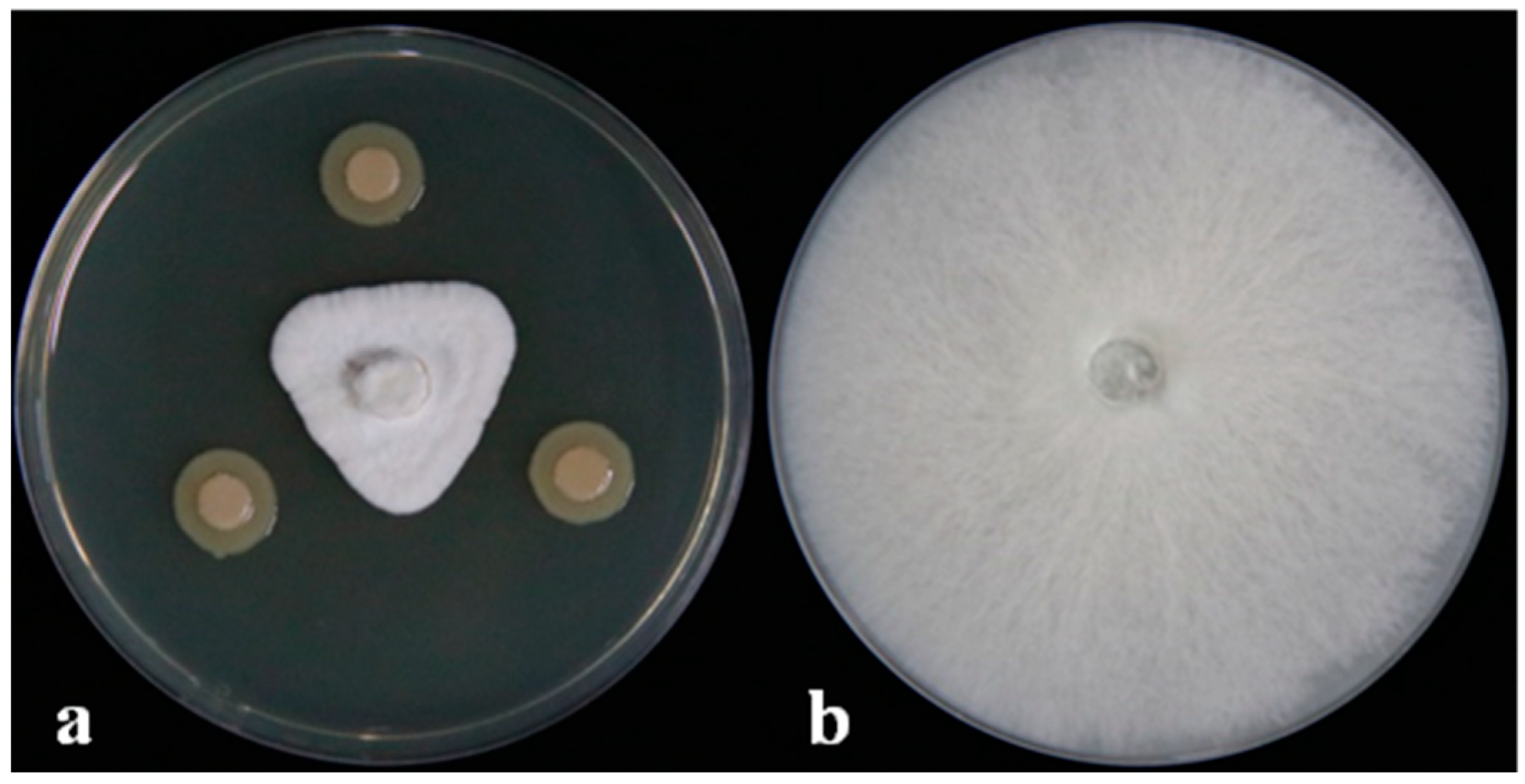 Microorganisms 12 01793 g001
