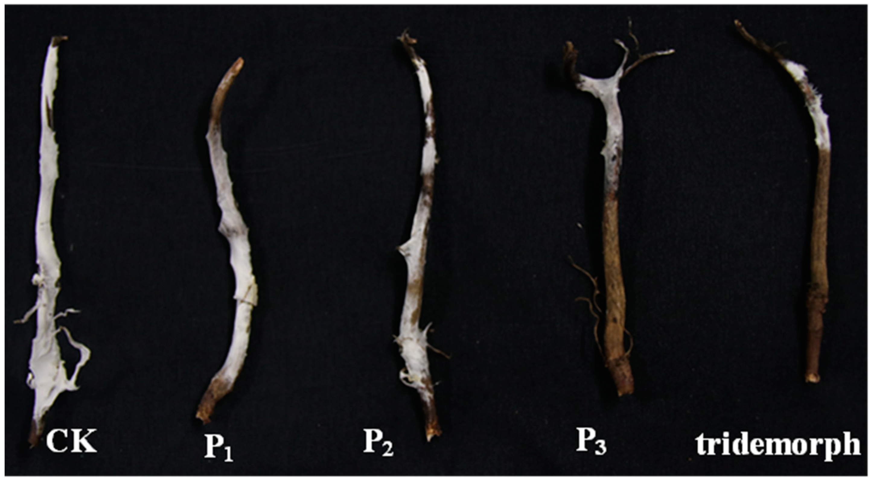Microorganisms 12 01793 g003
