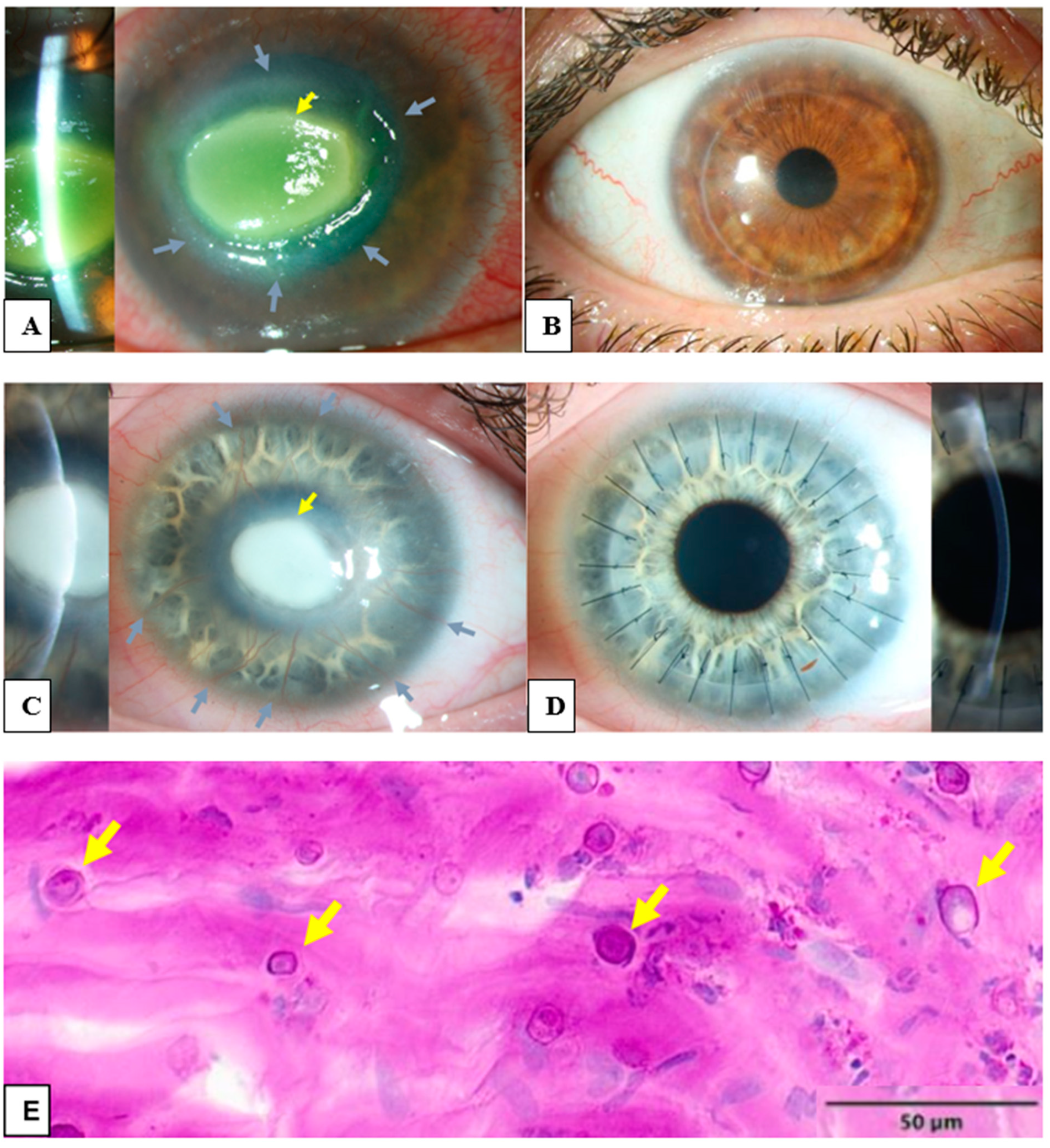 Microorganisms 12 01801 g001