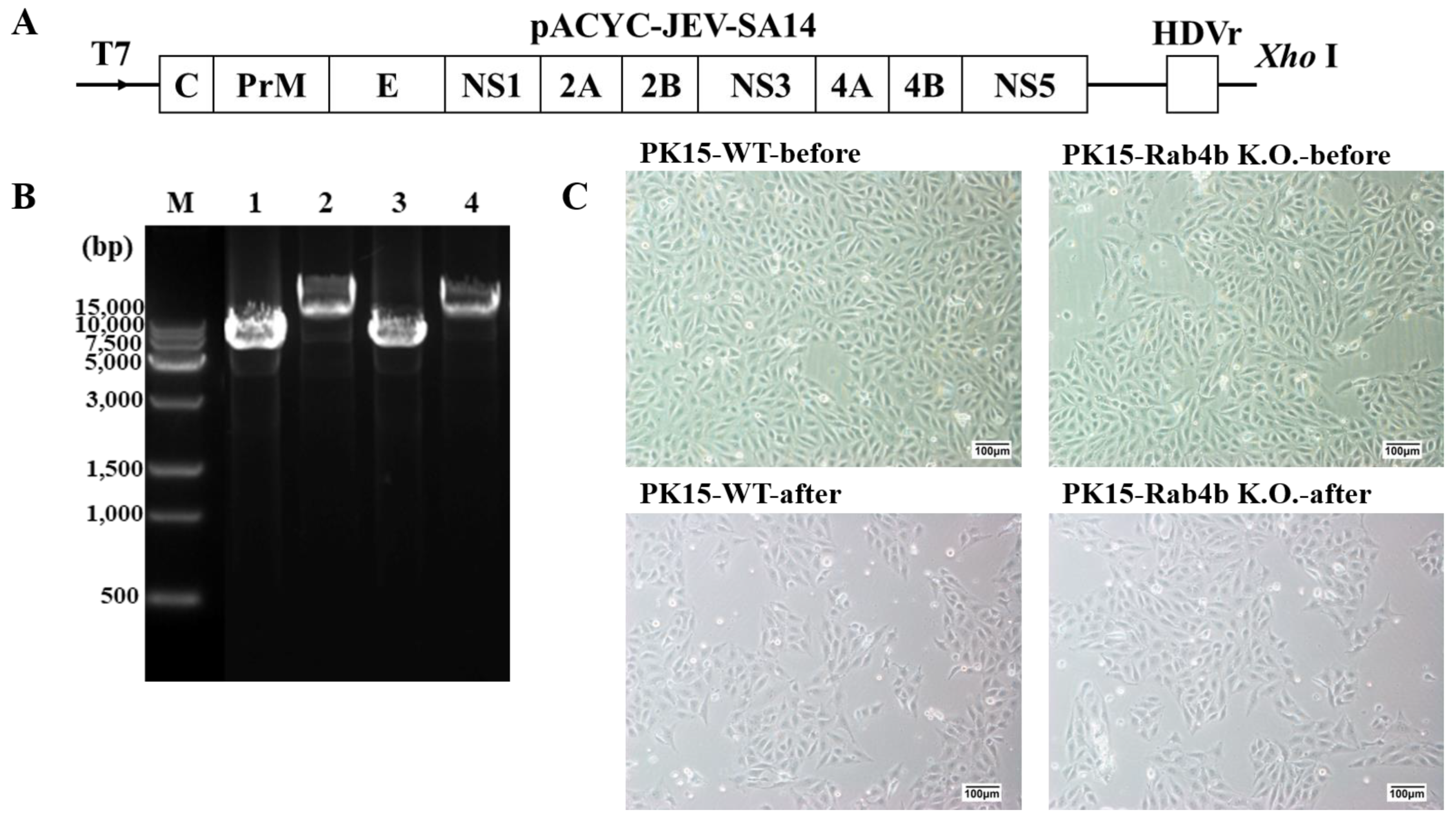 Microorganisms 12 01804 g005