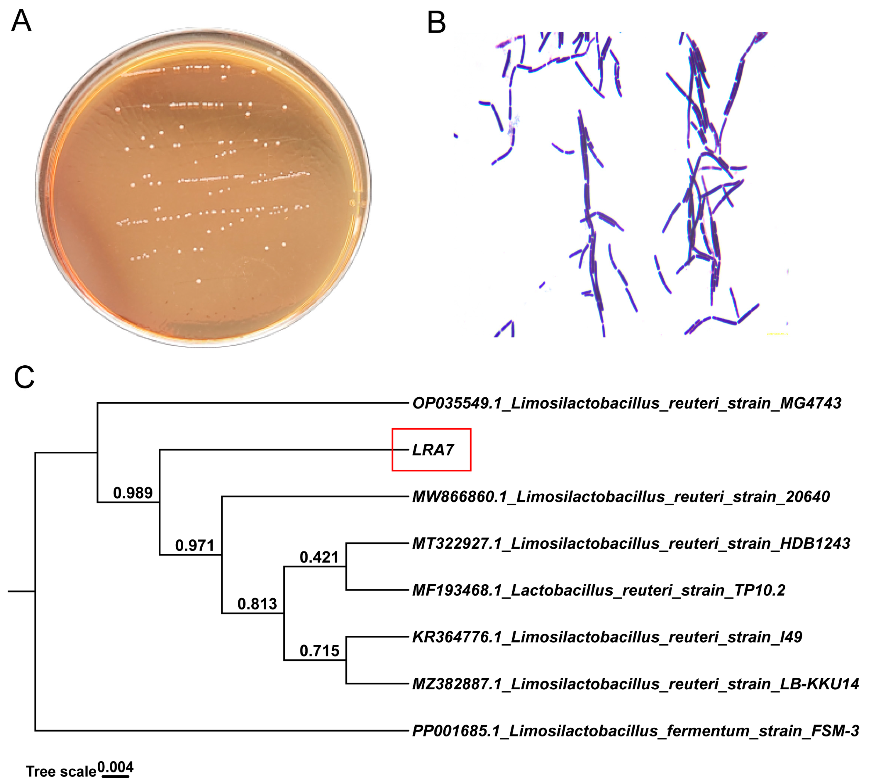 Microorganisms 12 01811 g002
