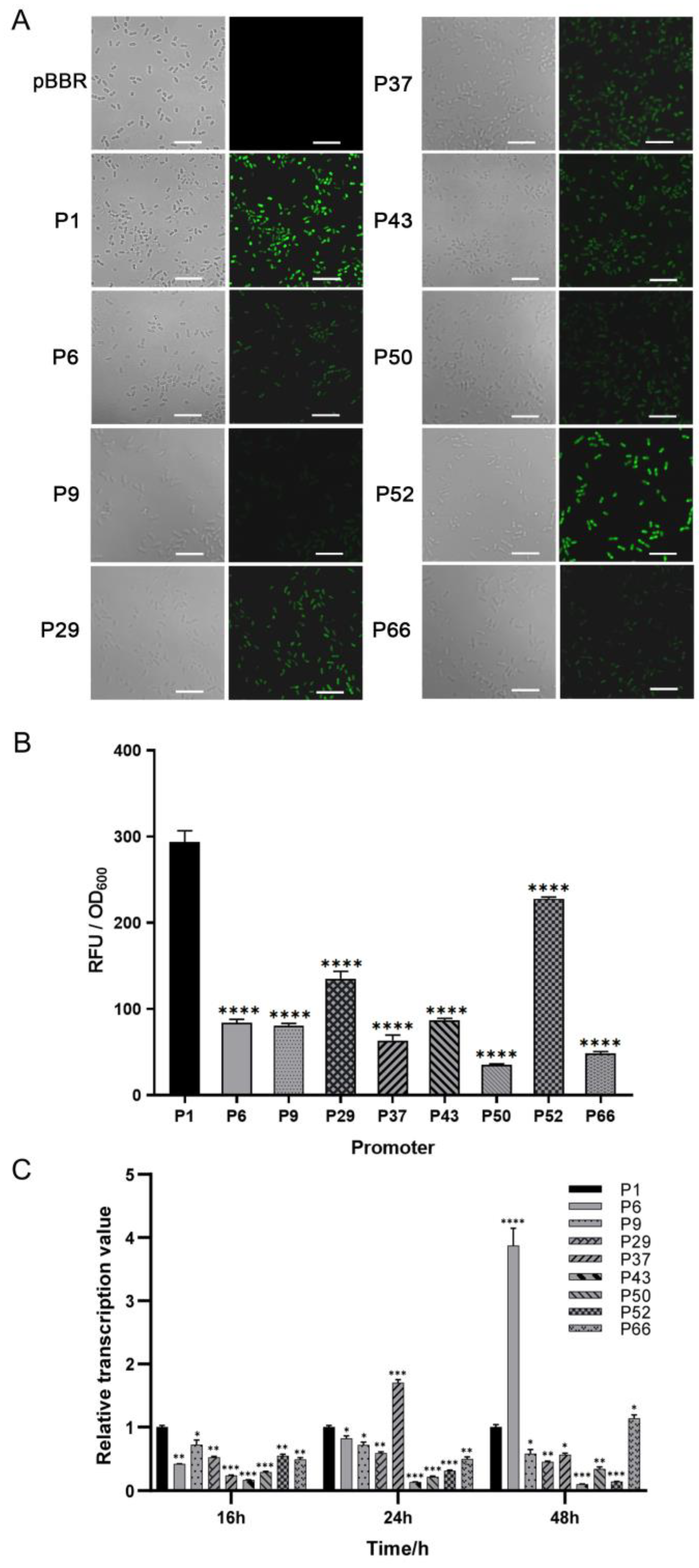 Microorganisms 12 01818 g001