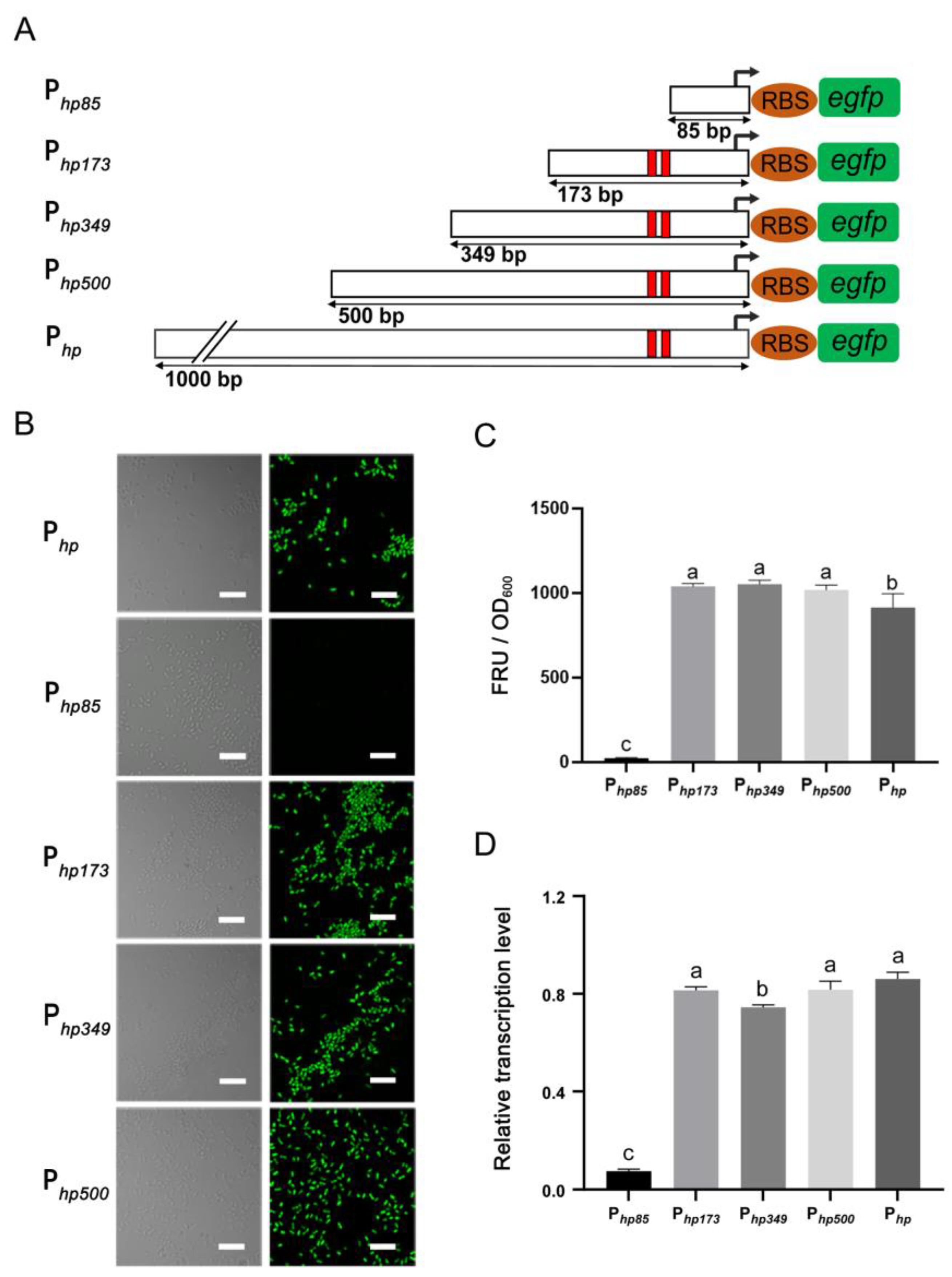 Microorganisms 12 01818 g002