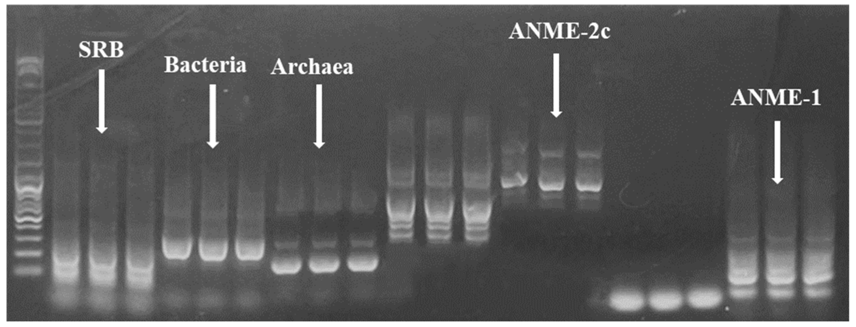 Microorganisms 12 01825 g005 Microorganisms 12 01825 g005