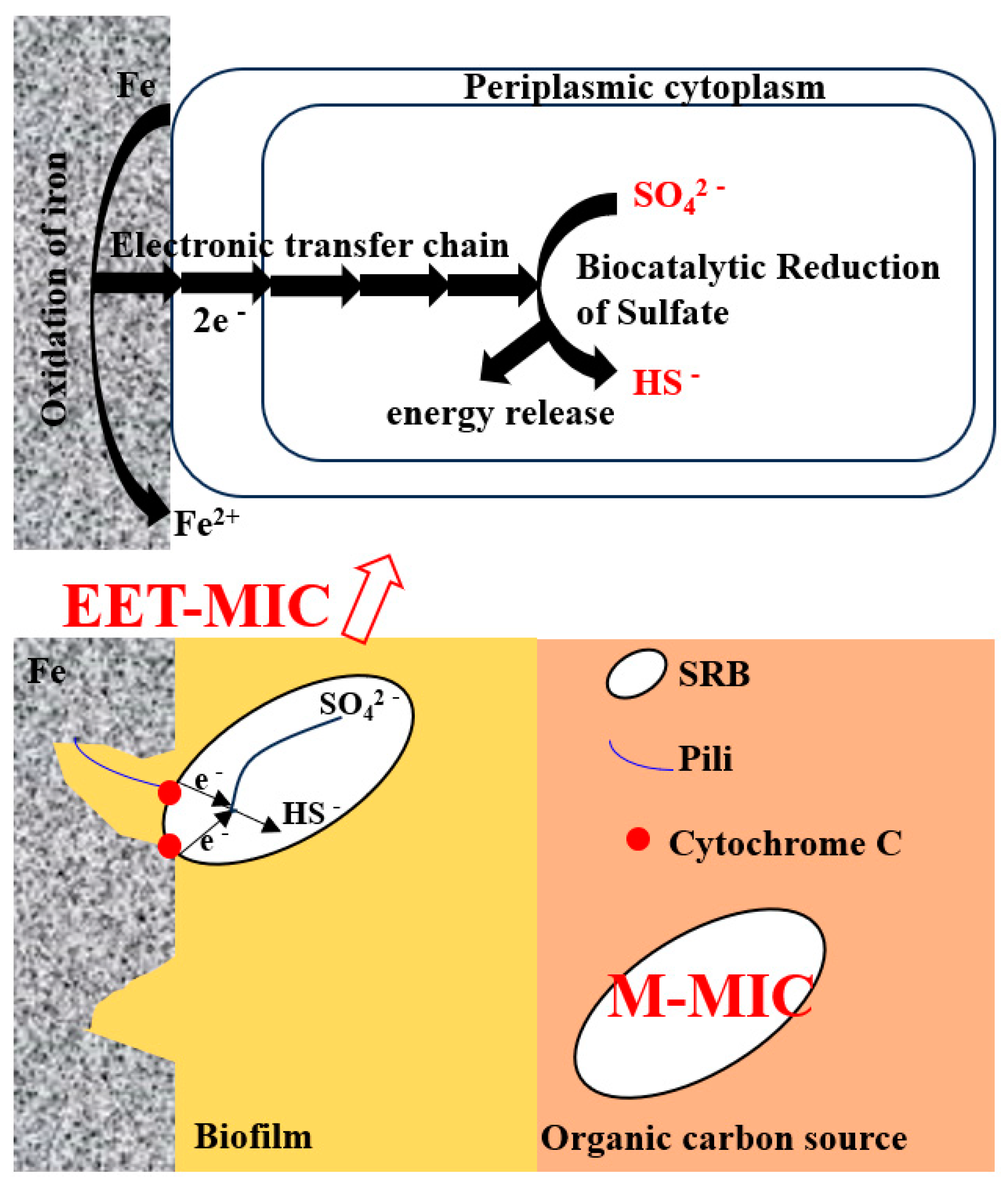 Microorganisms 12 01826 g014