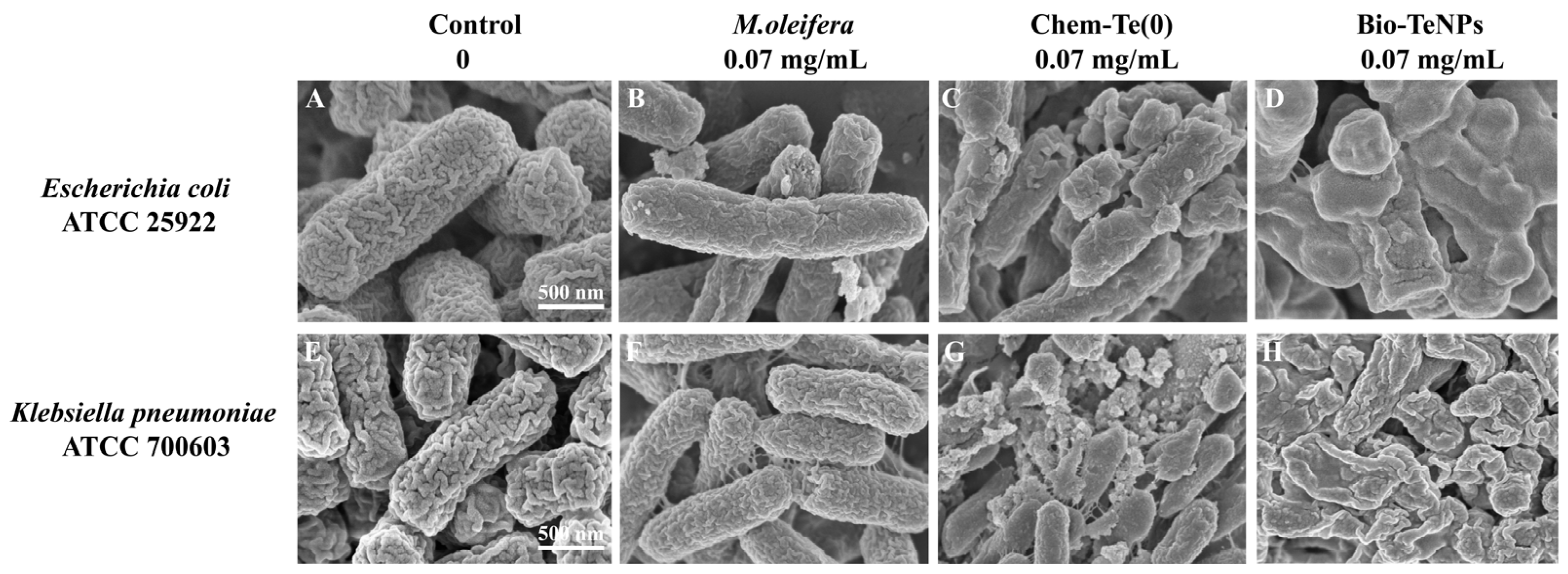 Microorganisms 12 01847 g006