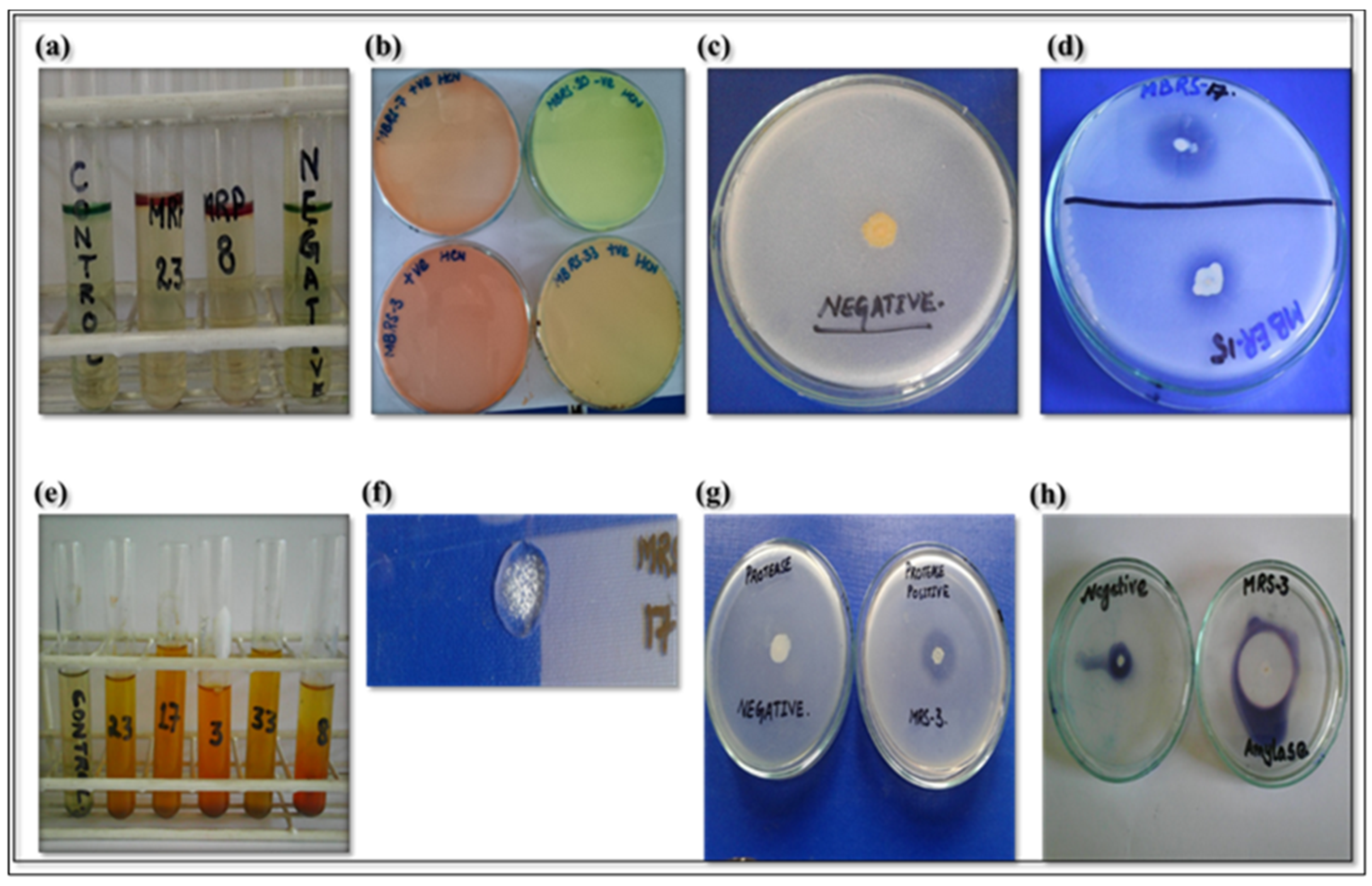 Microorganisms 12 01852 g001