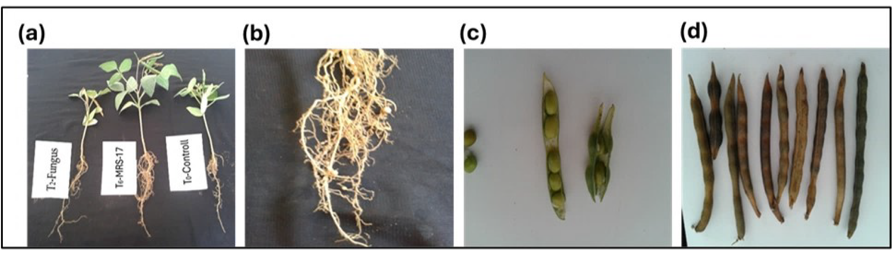 Microorganisms 12 01852 g003