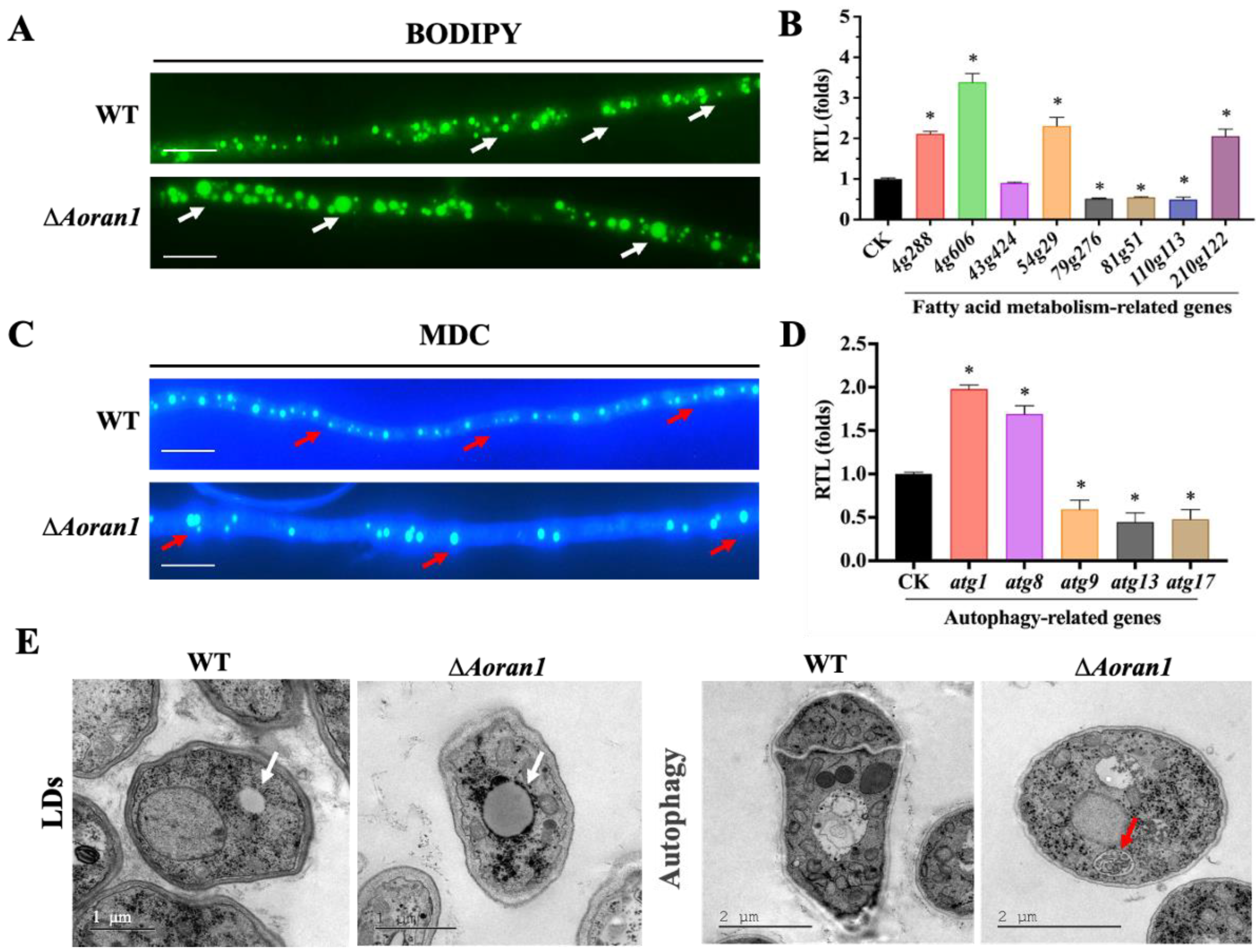 Microorganisms 12 01853 g006