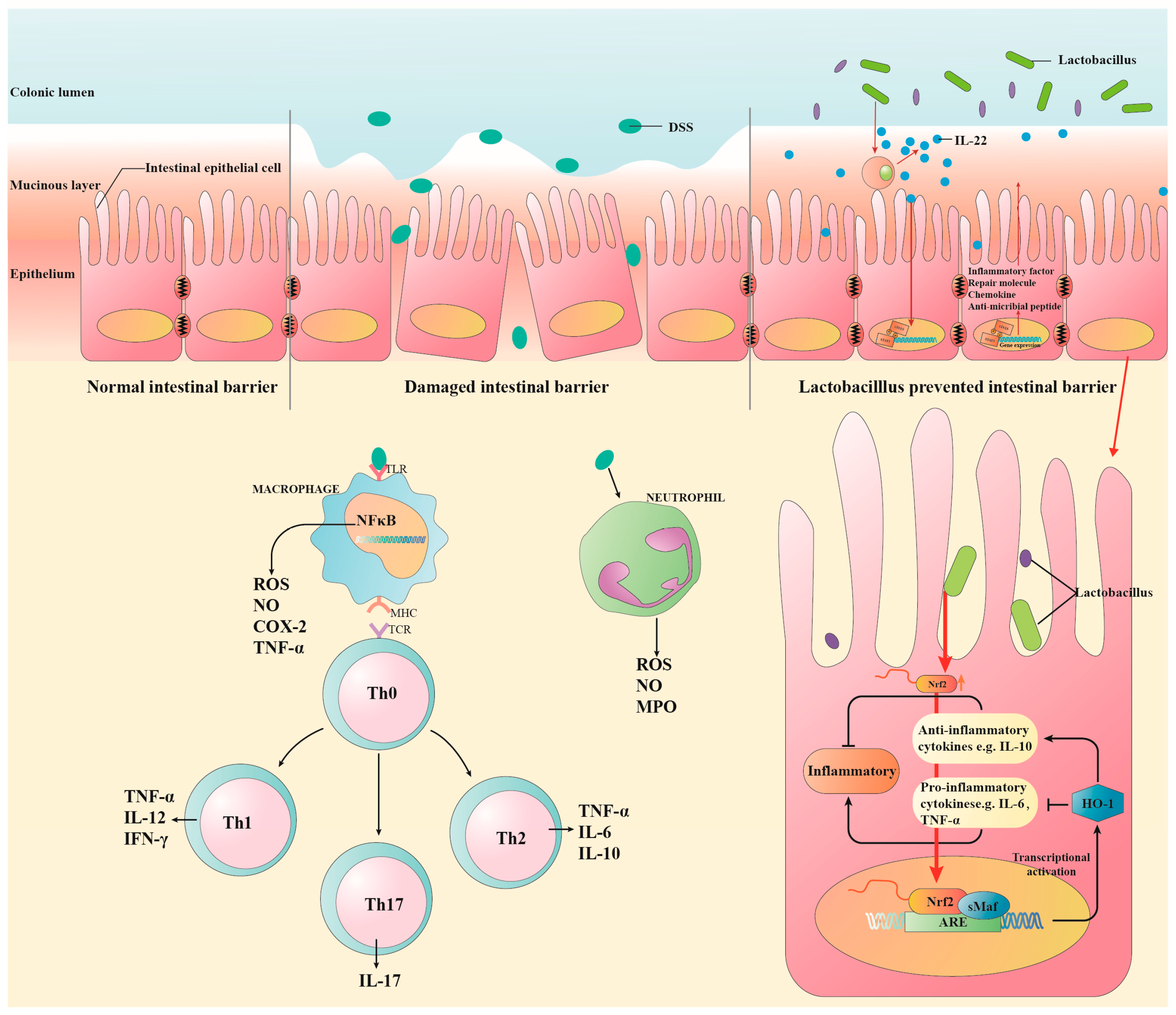 Microorganisms 12 01864 g003