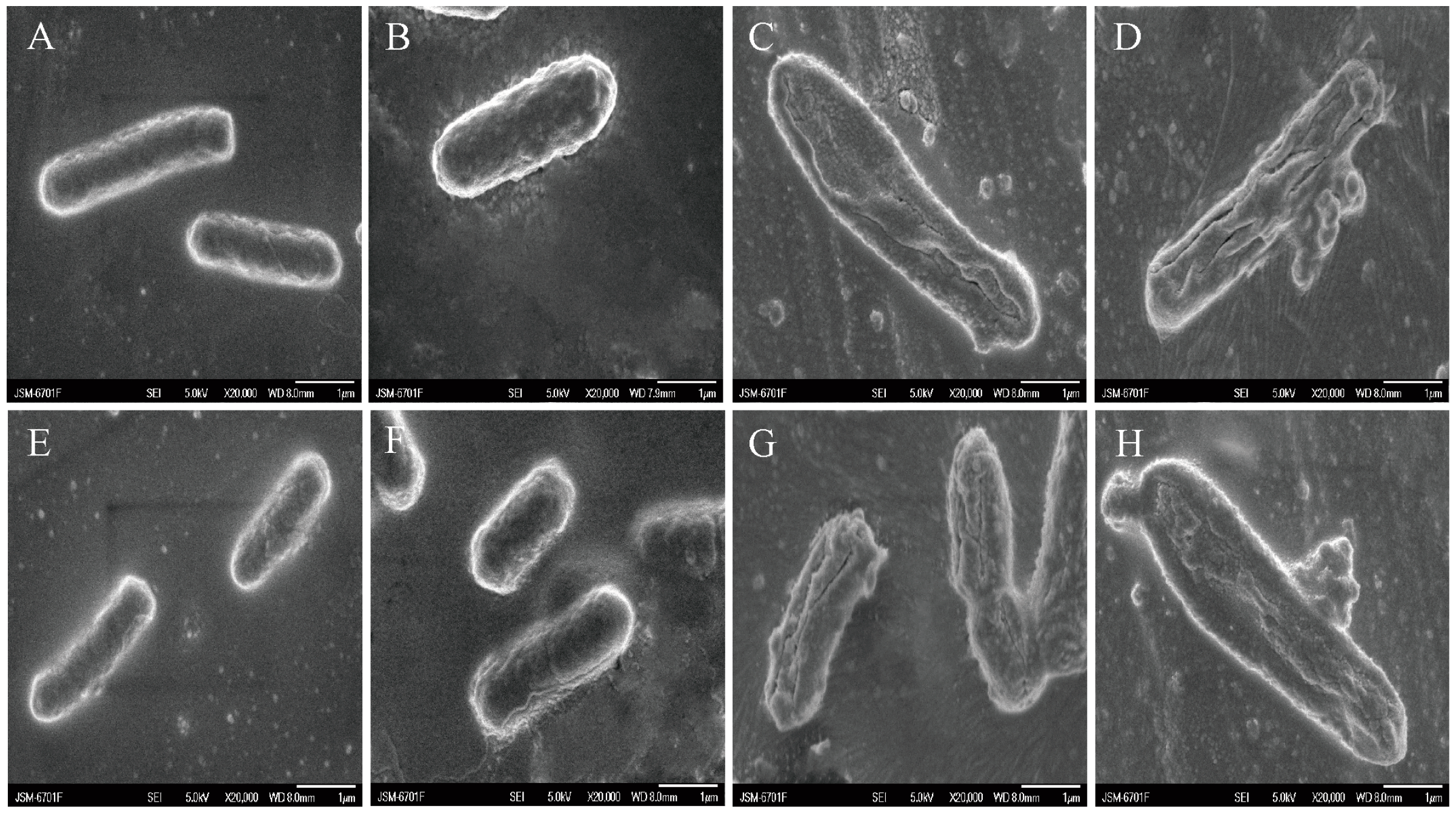 Microorganisms 12 01871 g002