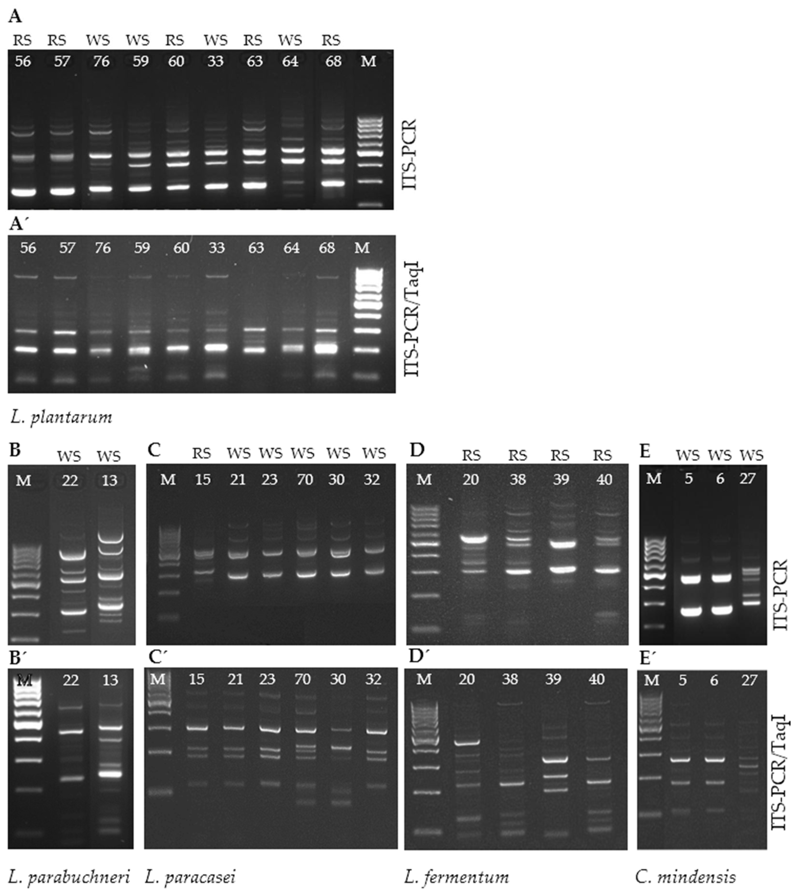 Microorganisms 12 01872 g001