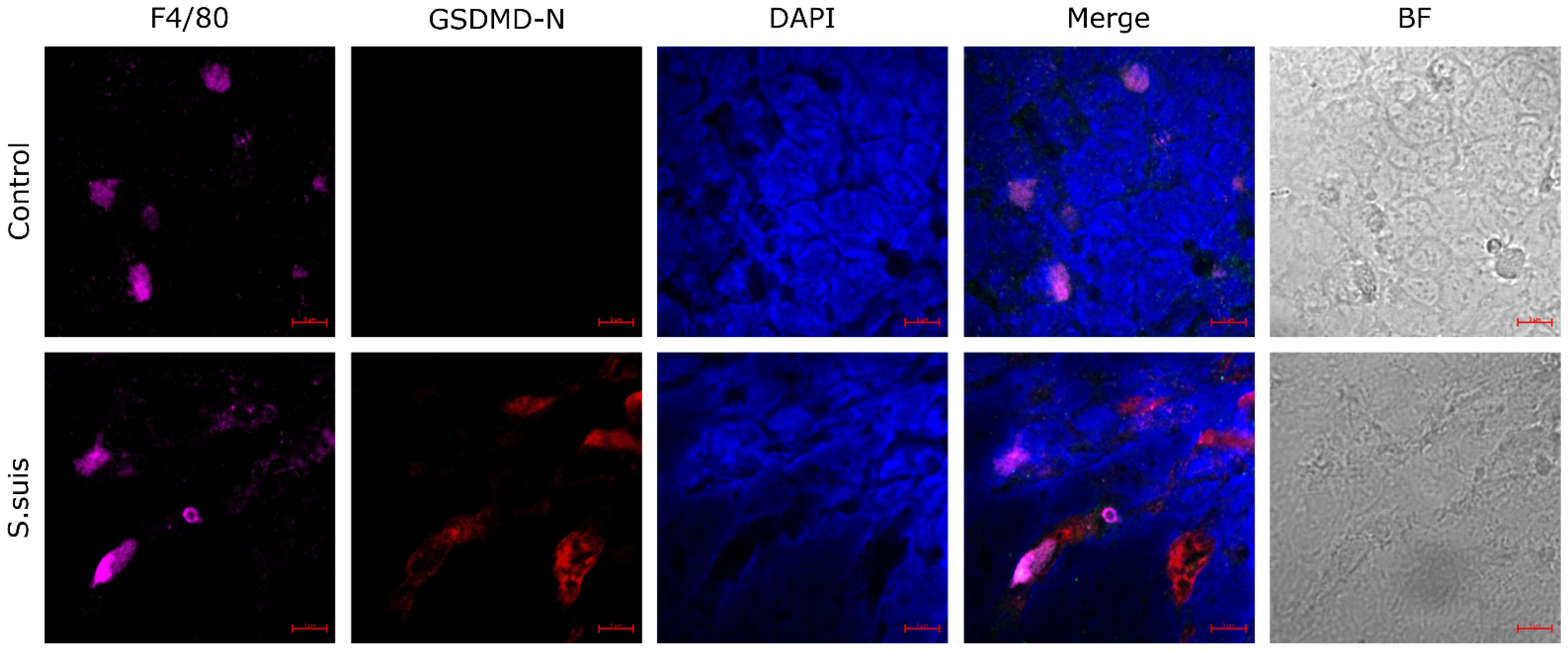 Microorganisms 12 01879 g002