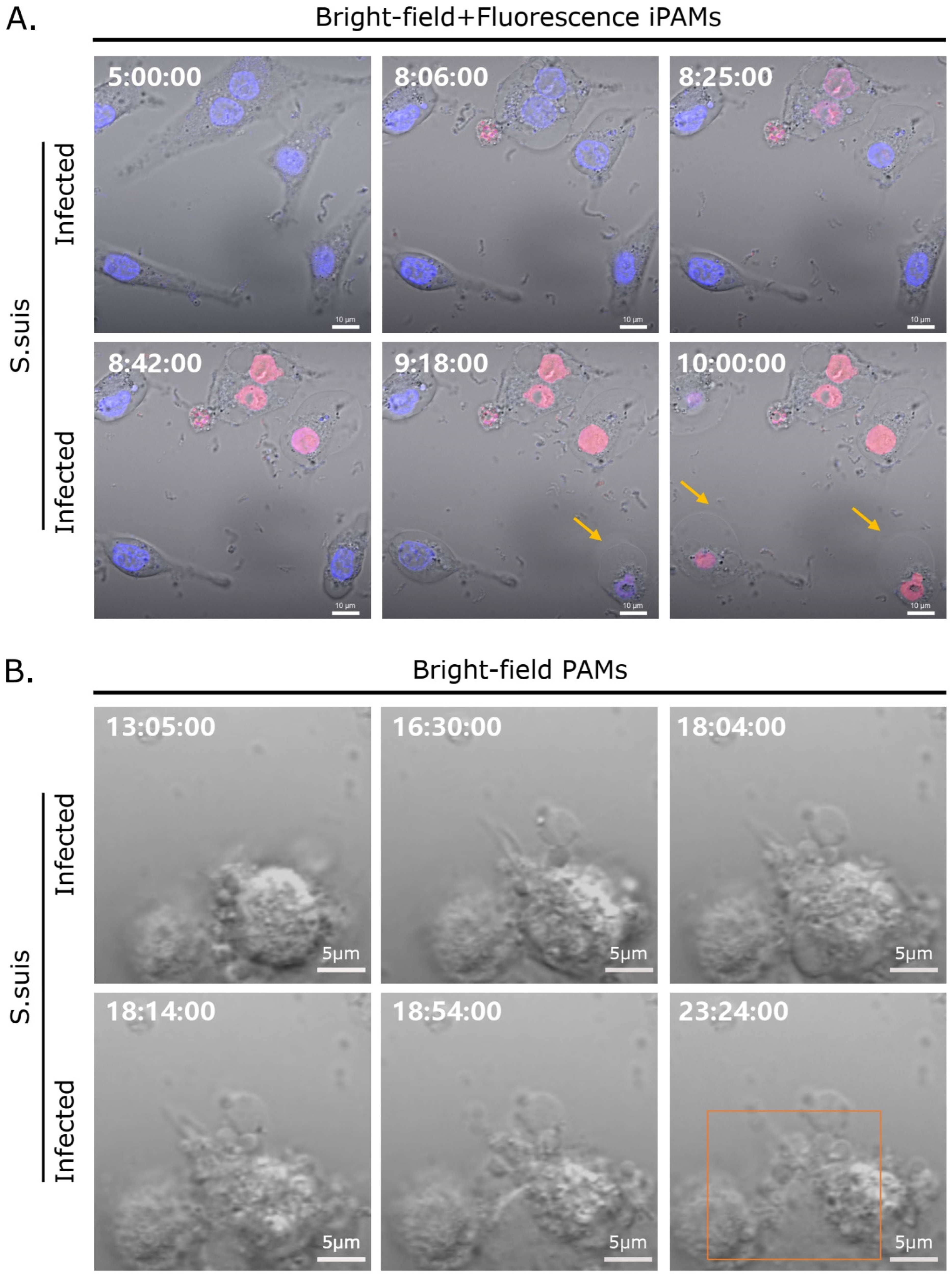 Microorganisms 12 01879 g005