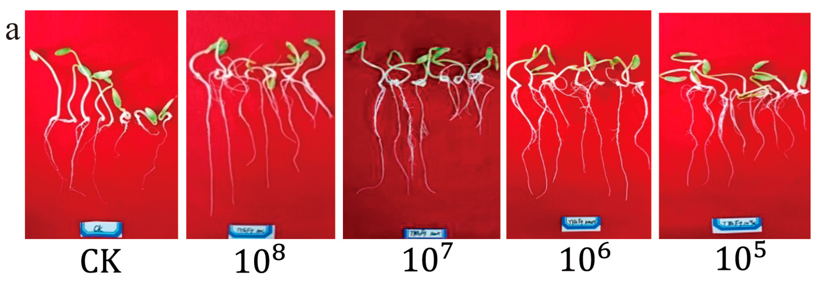 Microorganisms 12 01882 g004a