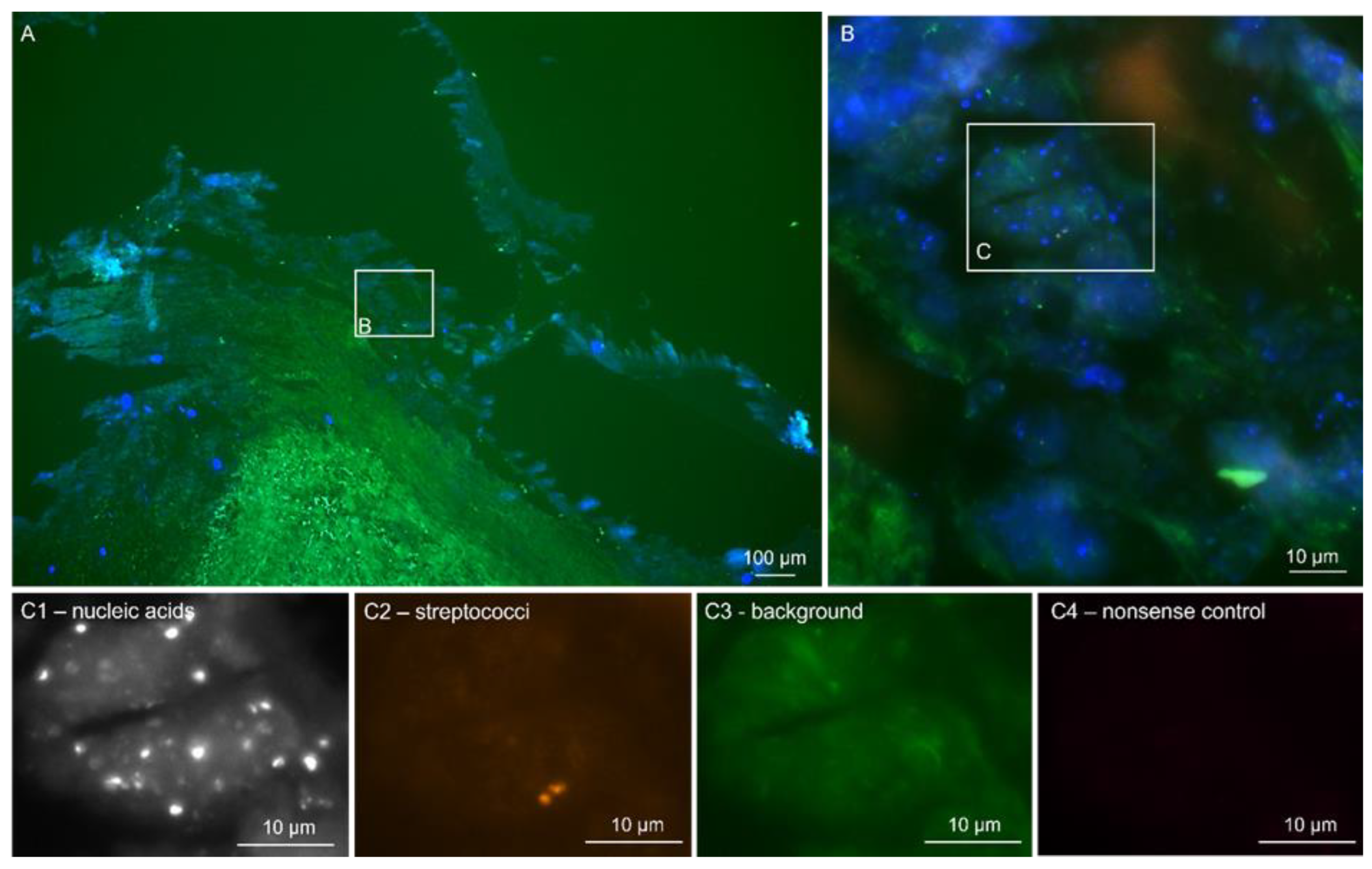 Microorganisms 12 01889 g001