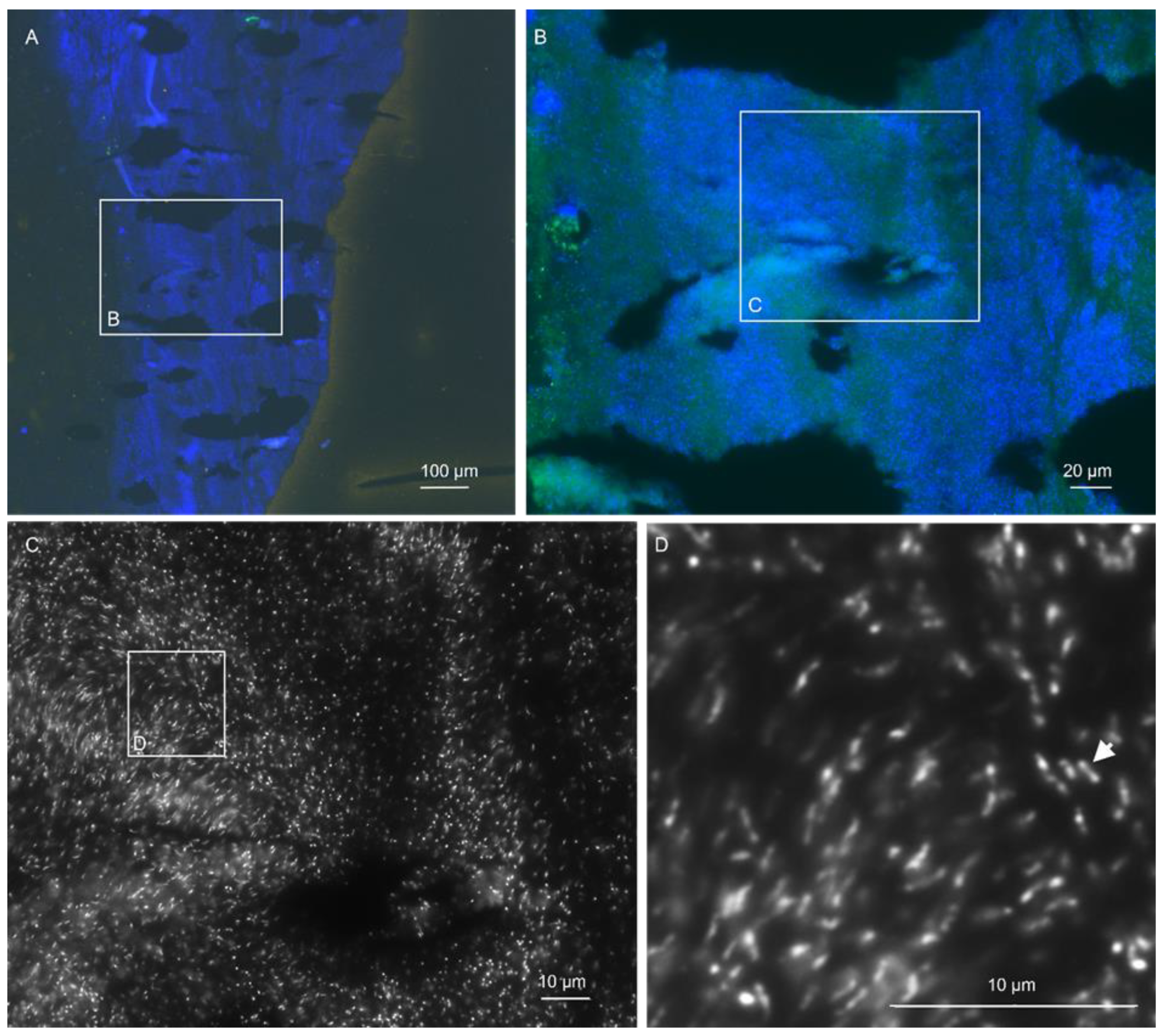 Microorganisms 12 01889 g004