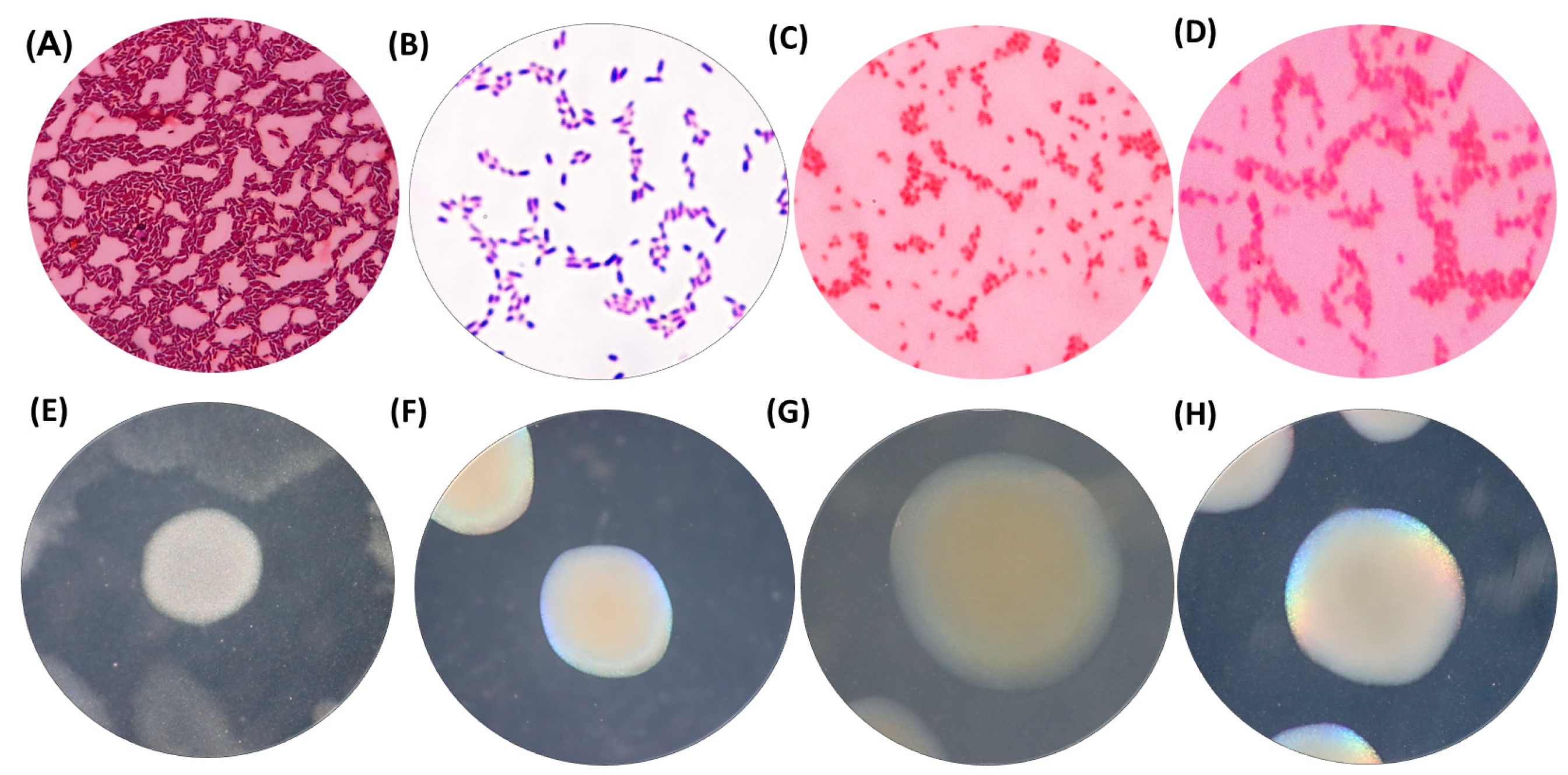 Microorganisms 12 01896 g003