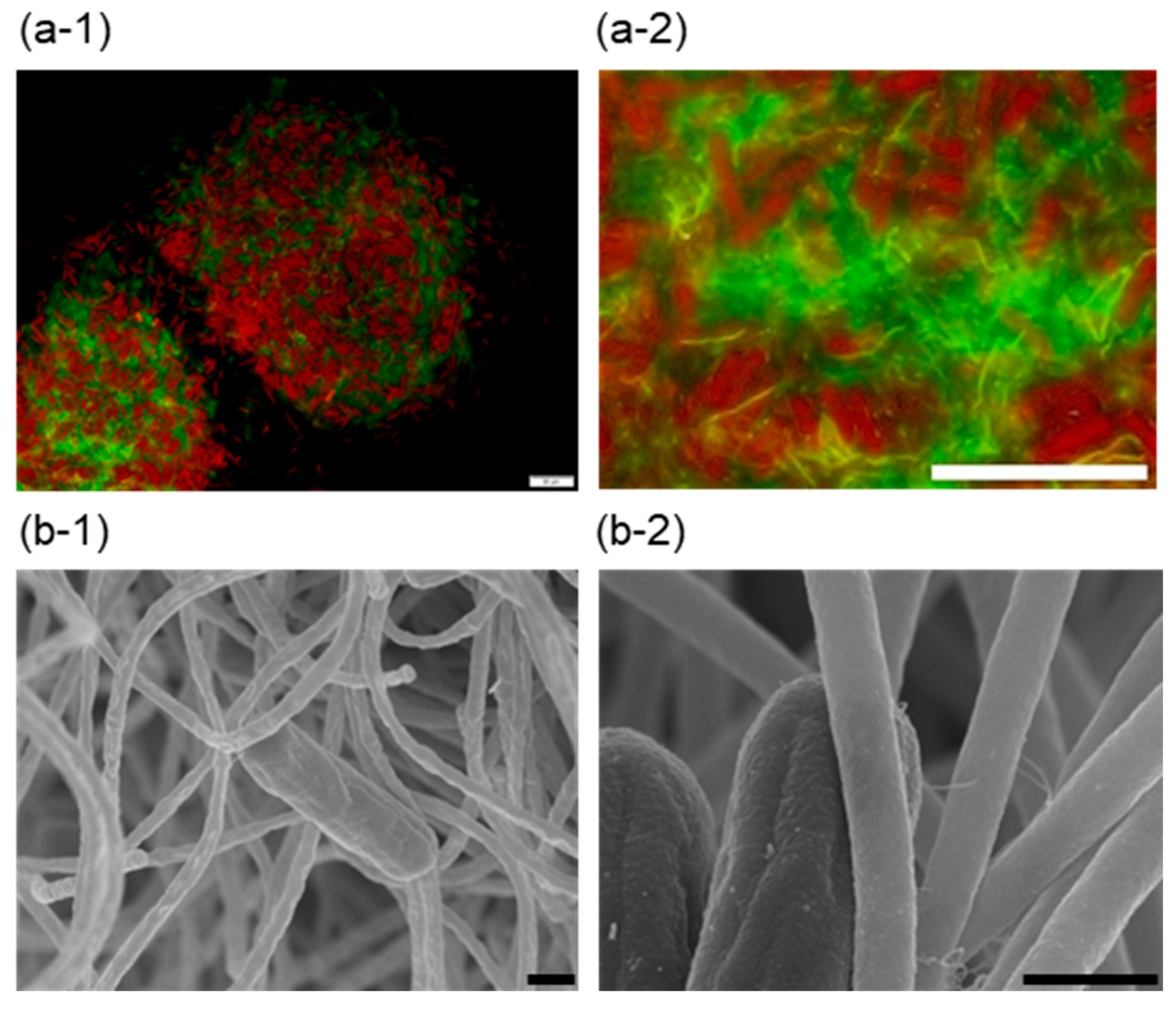 Microorganisms 12 01904 g002