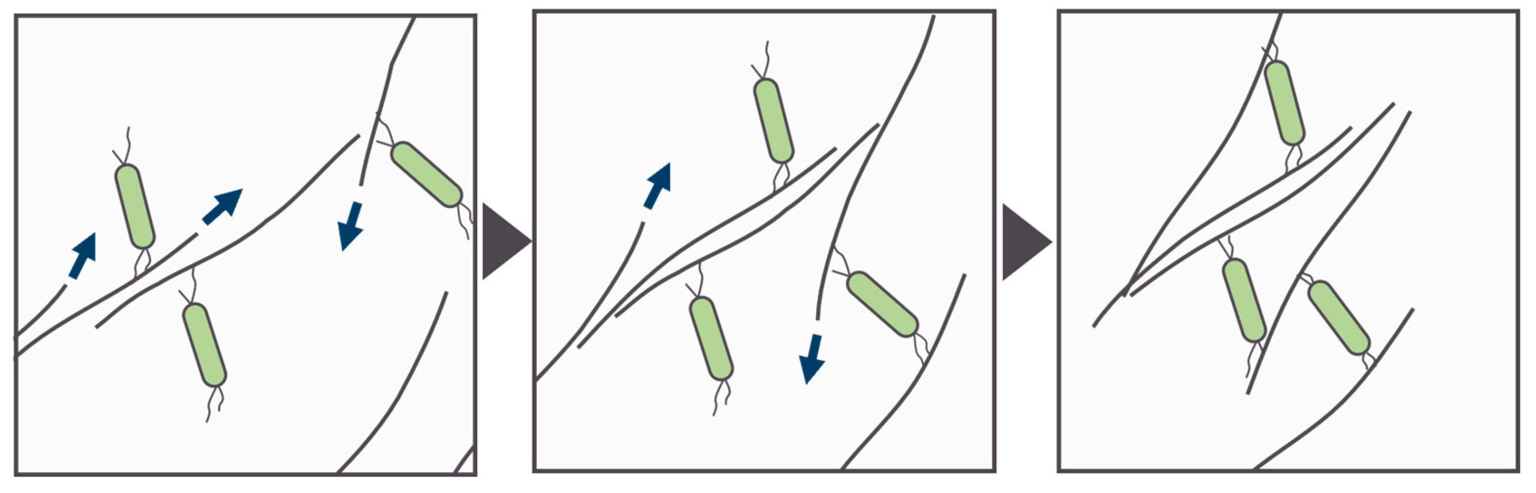 Microorganisms 12 01904 g005
